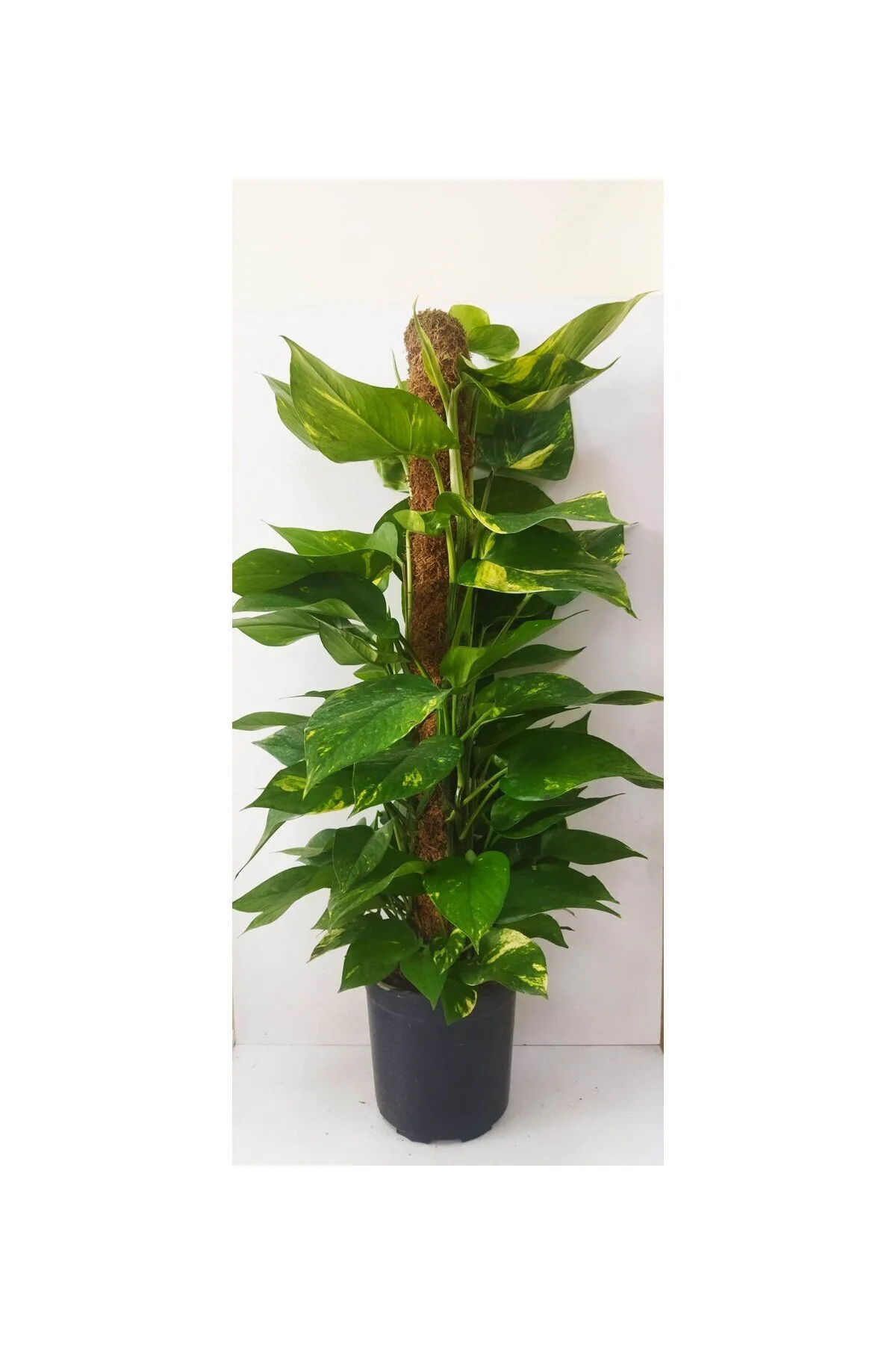 Potos Sarmaşığı Çiçeği Yosun Sopalı 100 Cm Pothos Çiçeği Patos Sa