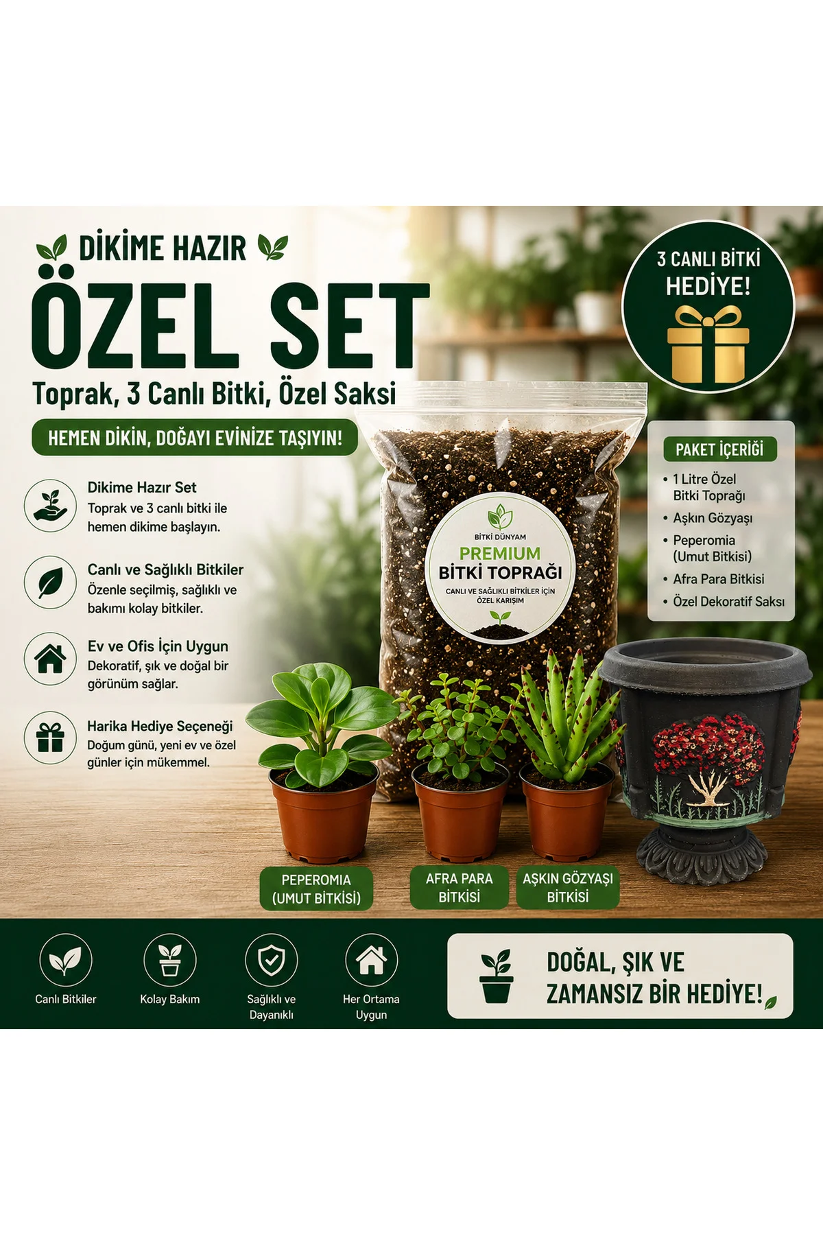 Premium Dikime Hazır Bitki Seti | Toprak, 3 Canlı Bitki ve Dekora