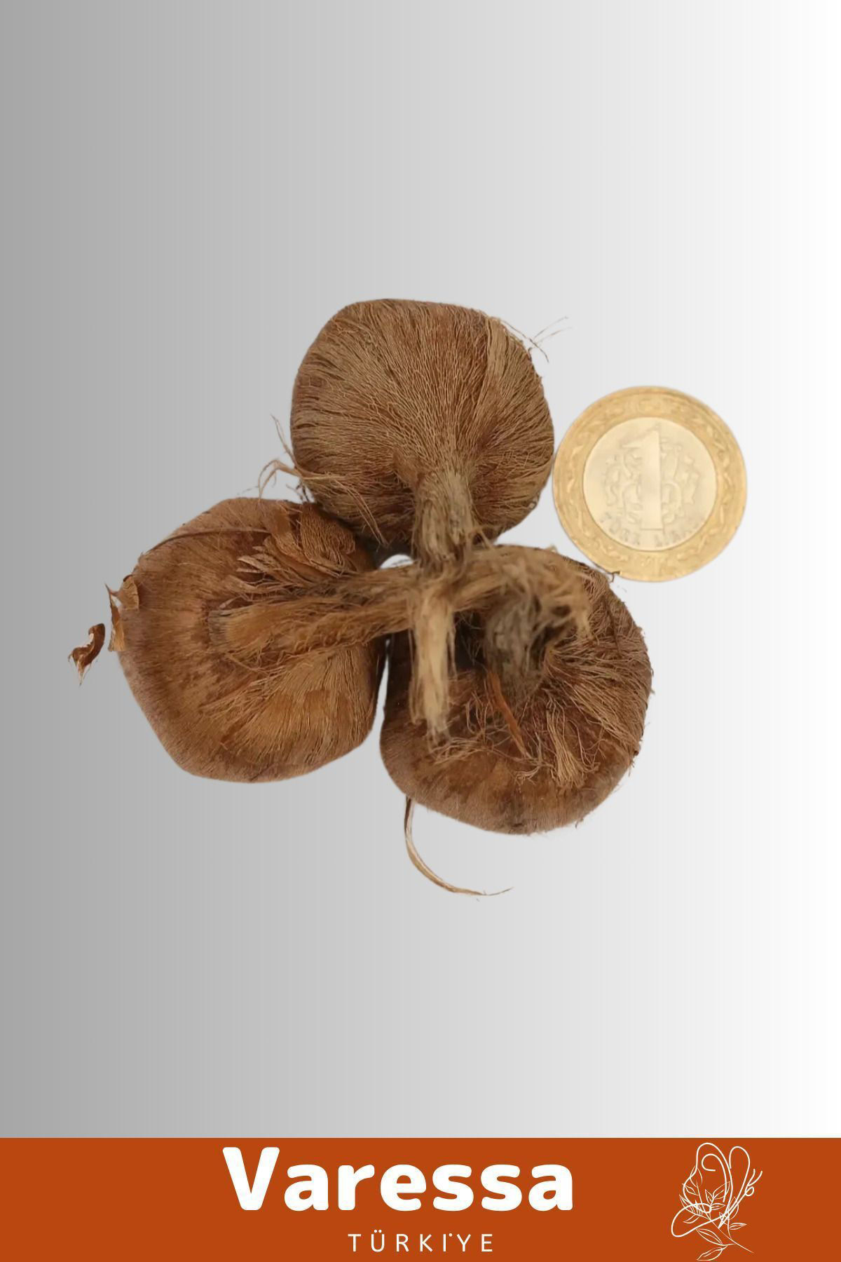 Varessa Premium Özel Dikime Hazır Yerli Üretim Safranbolu Safran Bitkisi