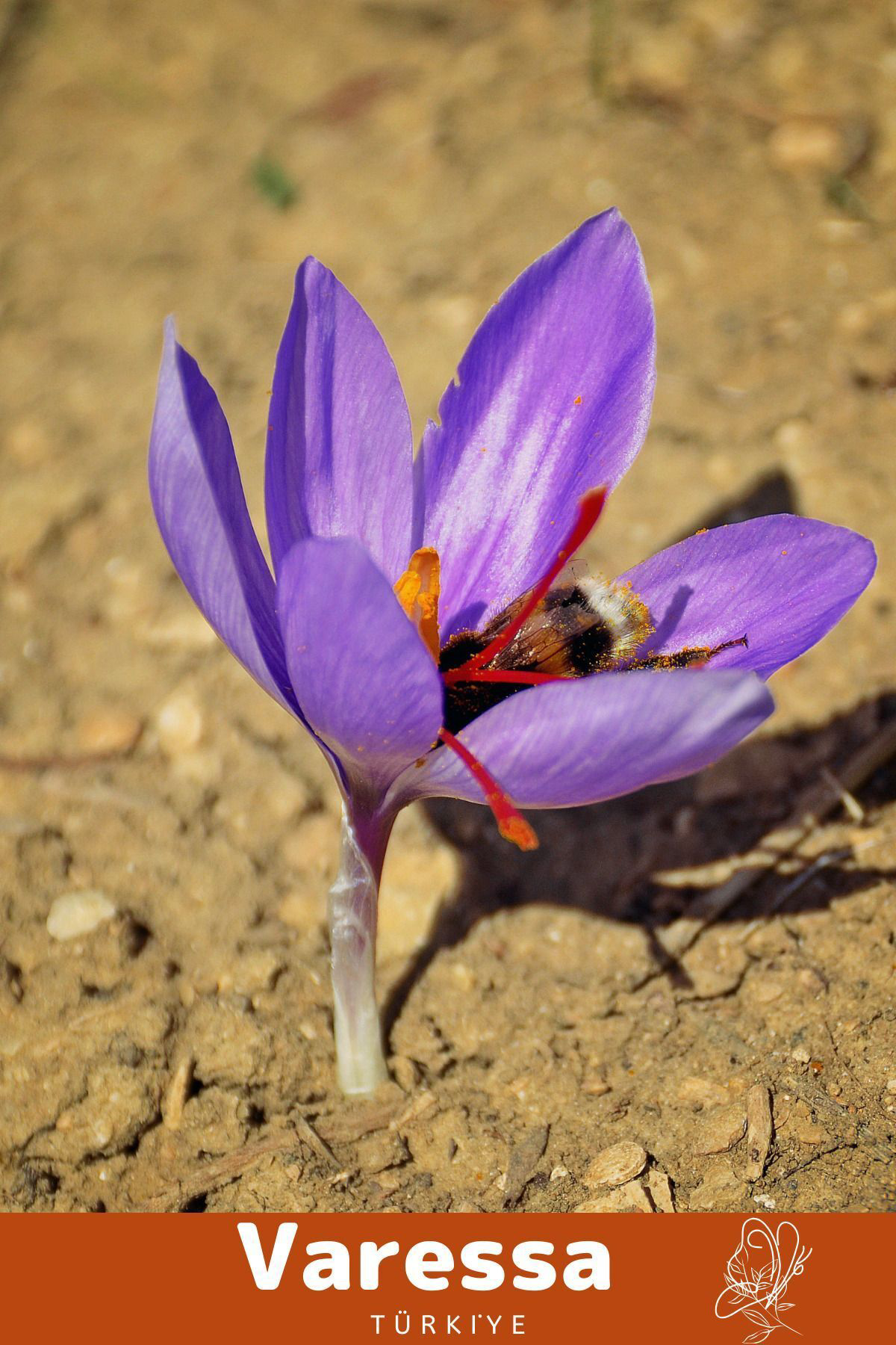 Varessa Premium Özel Dikime Hazır Yerli Üretim Safranbolu Safran Bitkisi