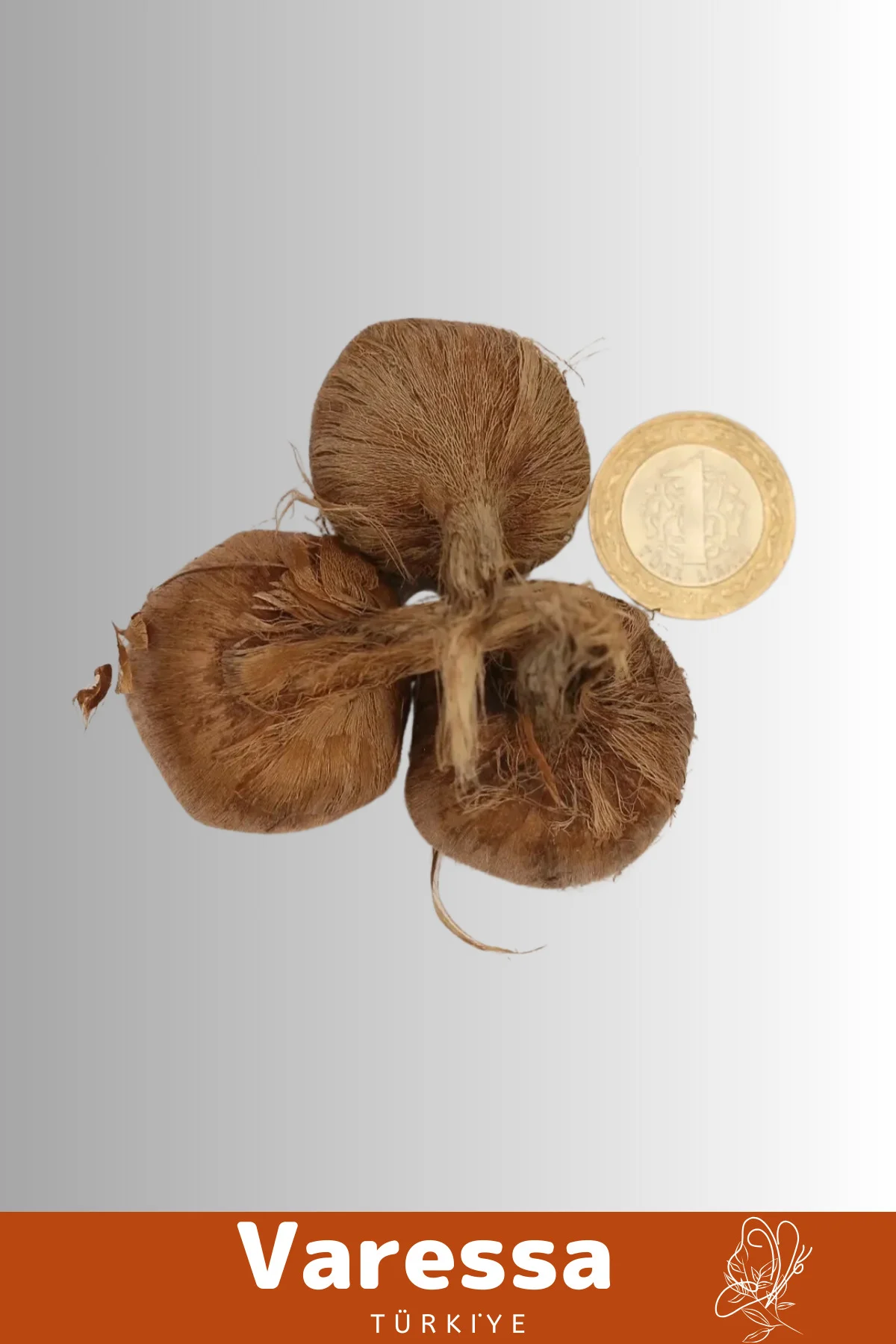 Premium Özel Dikime Hazır Yerli Üretim Safranbolu Safran Bitkisi Soğanı Büyük Boy 1. Kalite -50 Adet