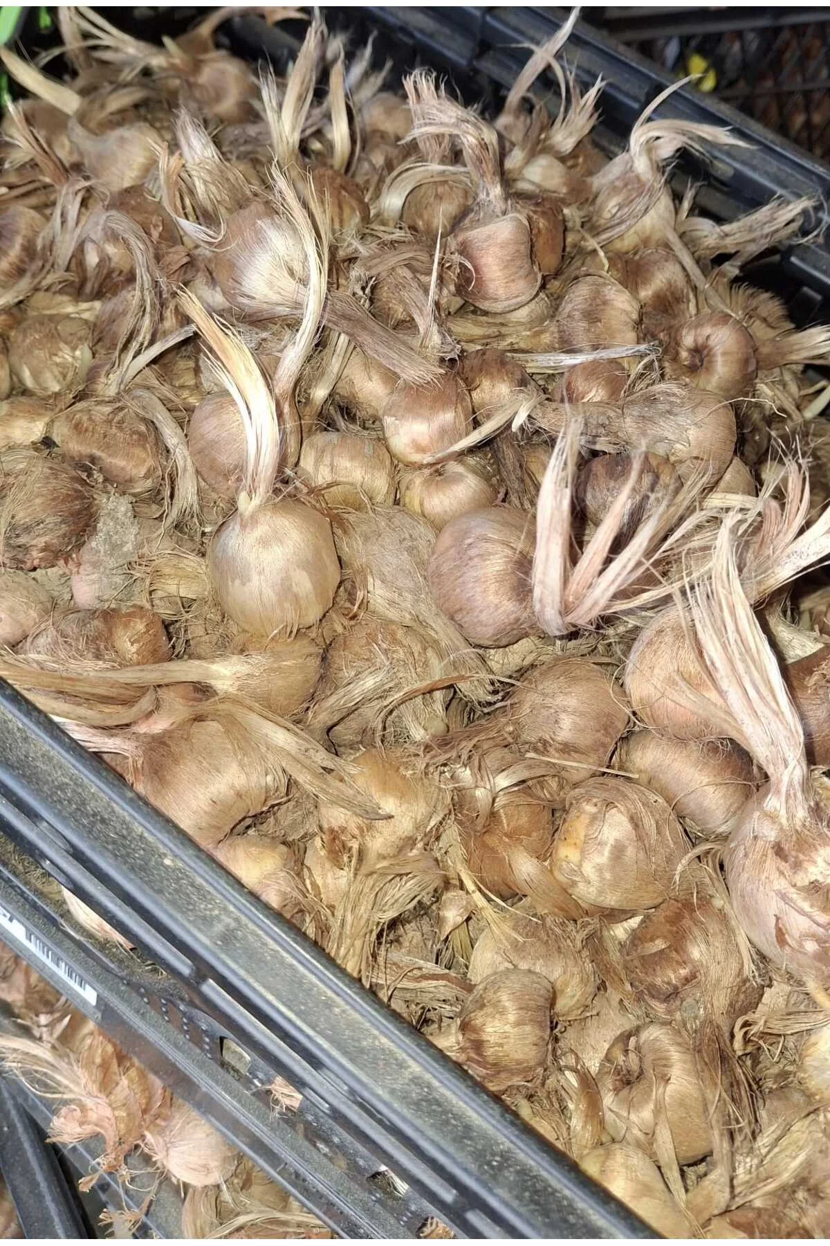 Premium Özel Dikime Hazır Yerli Üretim Büyük Boy 1. Kalite Safranbolu Safran Bitkisi Soğanı 30 Adet Premium Özel Dikime Hazır Yerli Üretim Büyük Boy 1. Kalite Safranbolu Safran Bitkisi Soğanı 30 Adet - Görsel 3