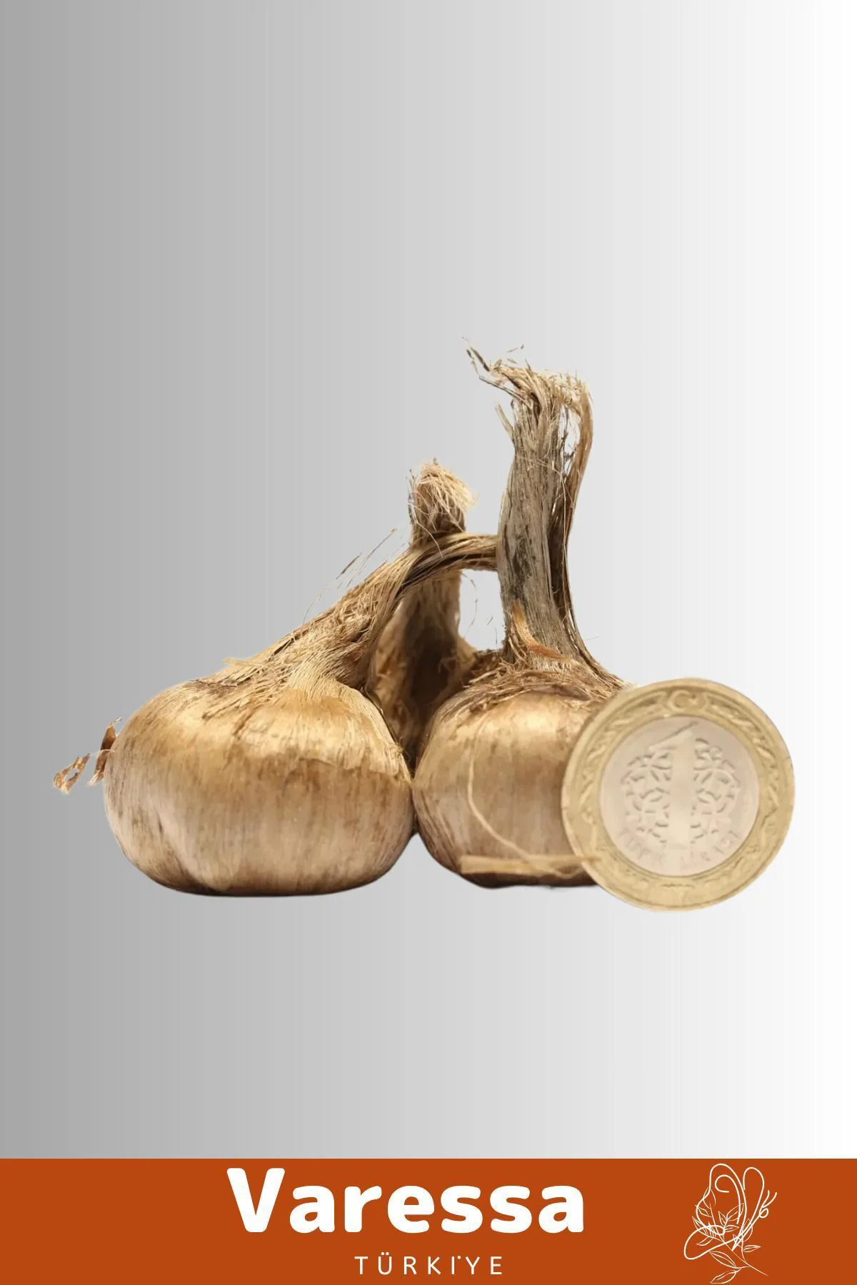 Premium Özel Dikime Hazır Yerli Üretim Safranbolu Safran Bitkisi Soğanı Büyük Boy -30 Adet
