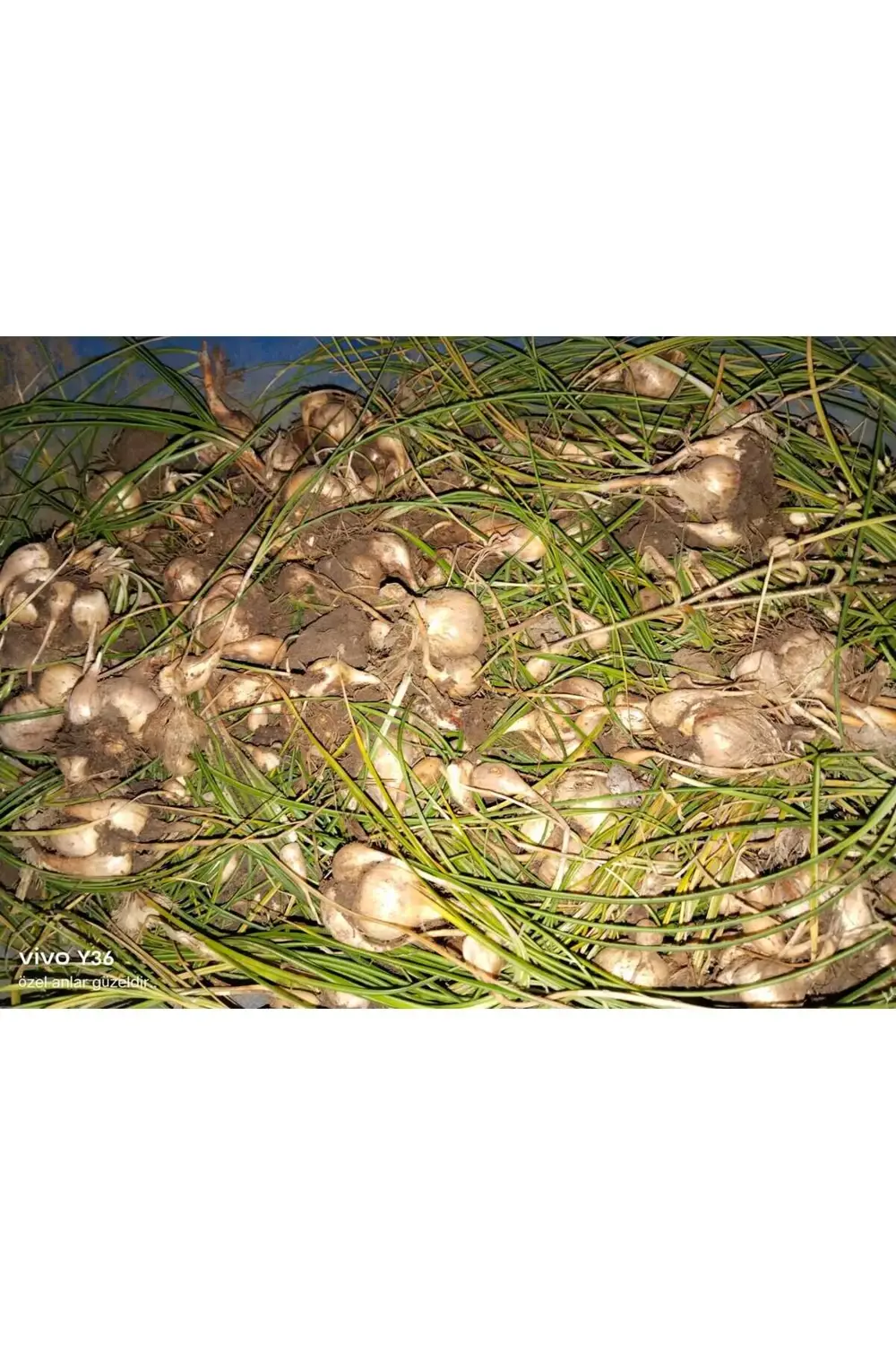 Premium Özel Dikime Hazır Yerli Üretim Büyük Boy 1. Kalite Safran