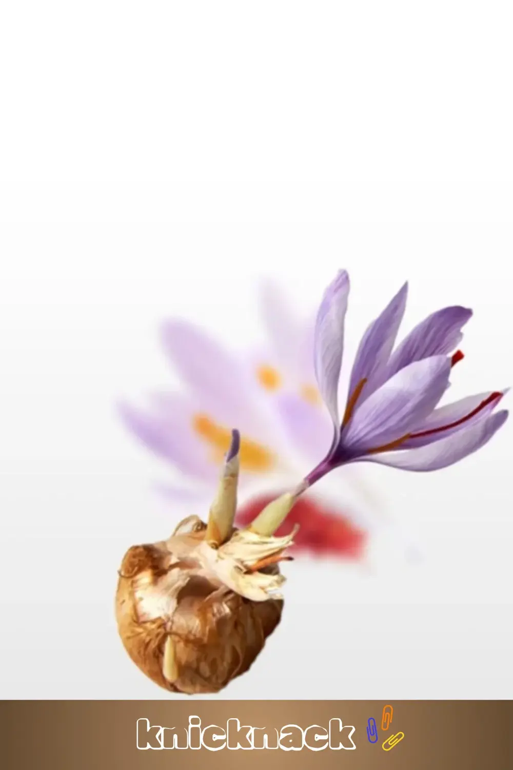 Premium Seri Dikime Hazır Yerli Üretim Büyük Boy 1. Kalite Safran