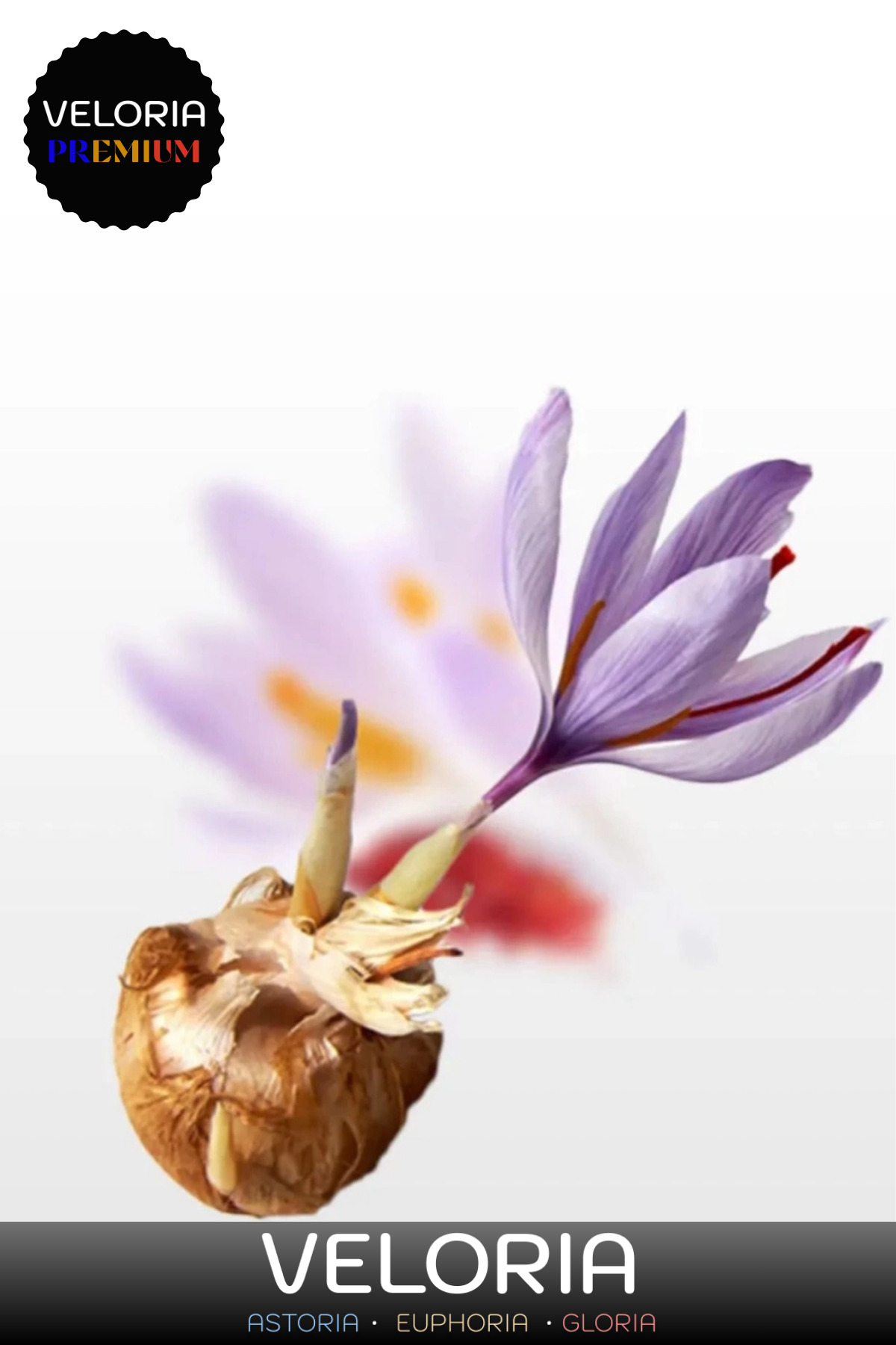 Premium Seri Yerli Üretim Dikime Hazır Büyük Boy 1. Kalite Safran