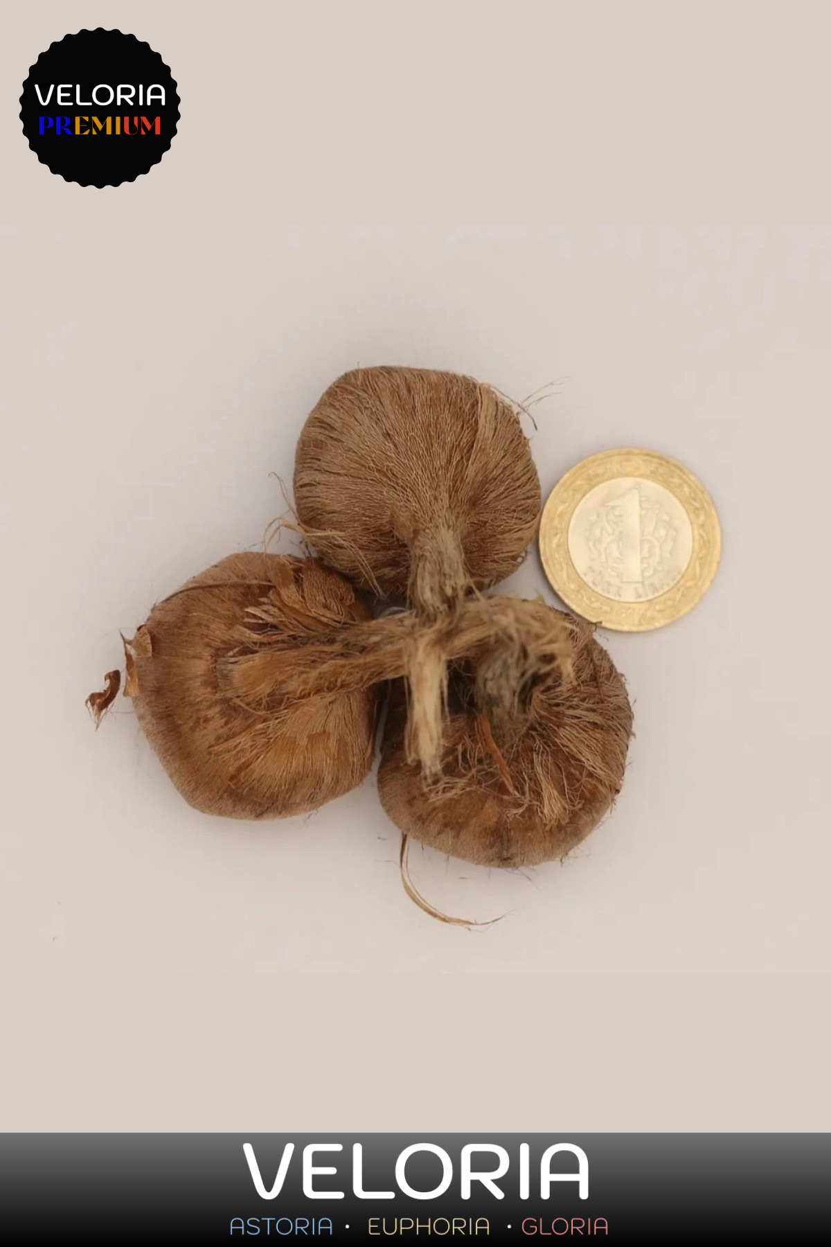 Premium Seri Yerli Üretim Dikime Hazır Büyük Boy 1. Kalite Safran