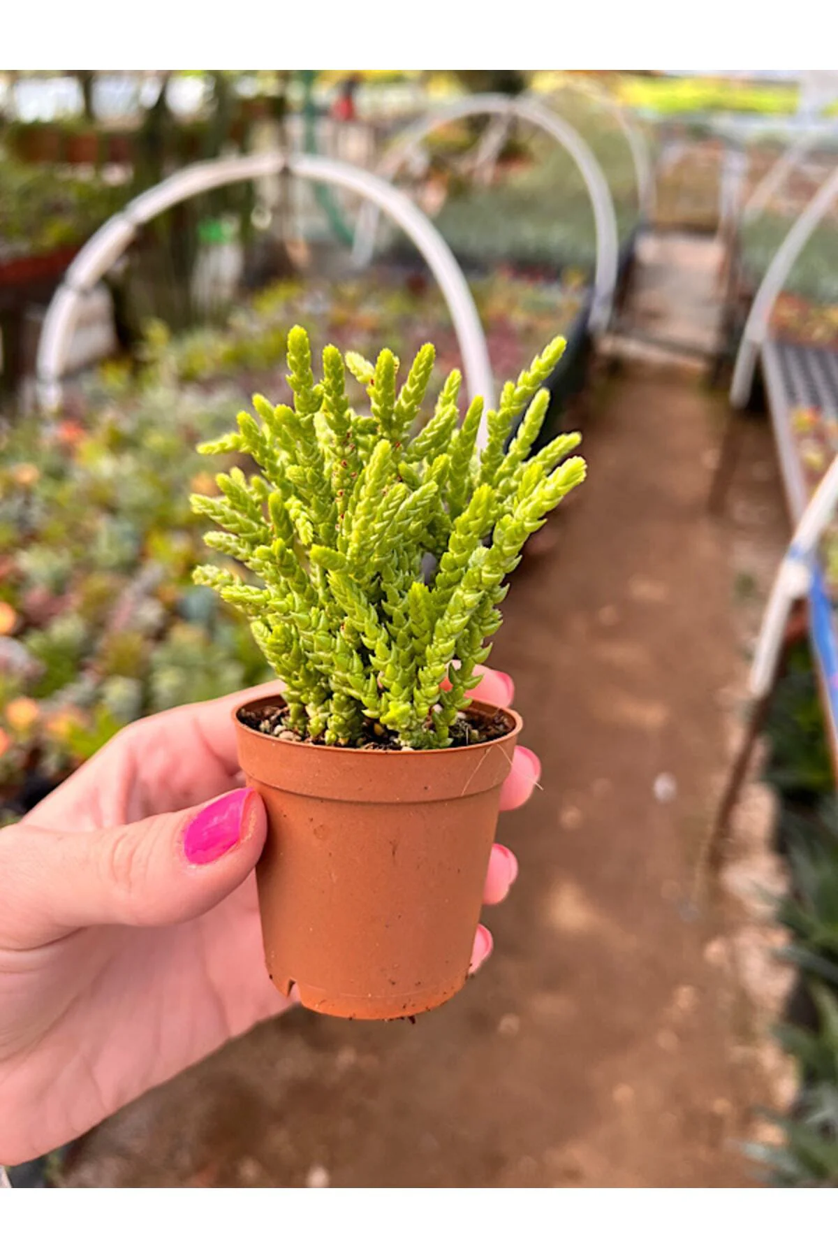 Prenses Çamı Sukulent - Crassula Muscosa 5,5cm