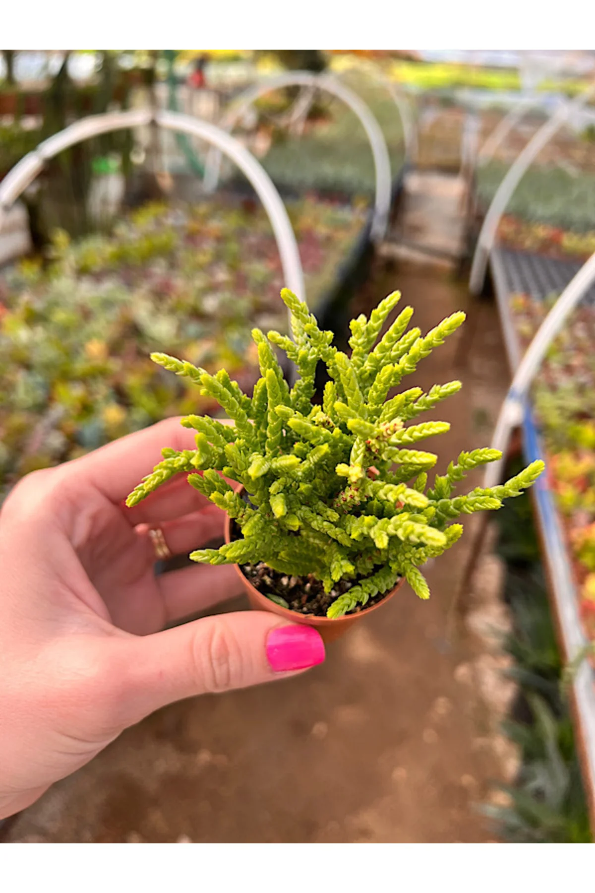 Prenses Çamı Sukulent - Crassula Muscosa 5,5cm
