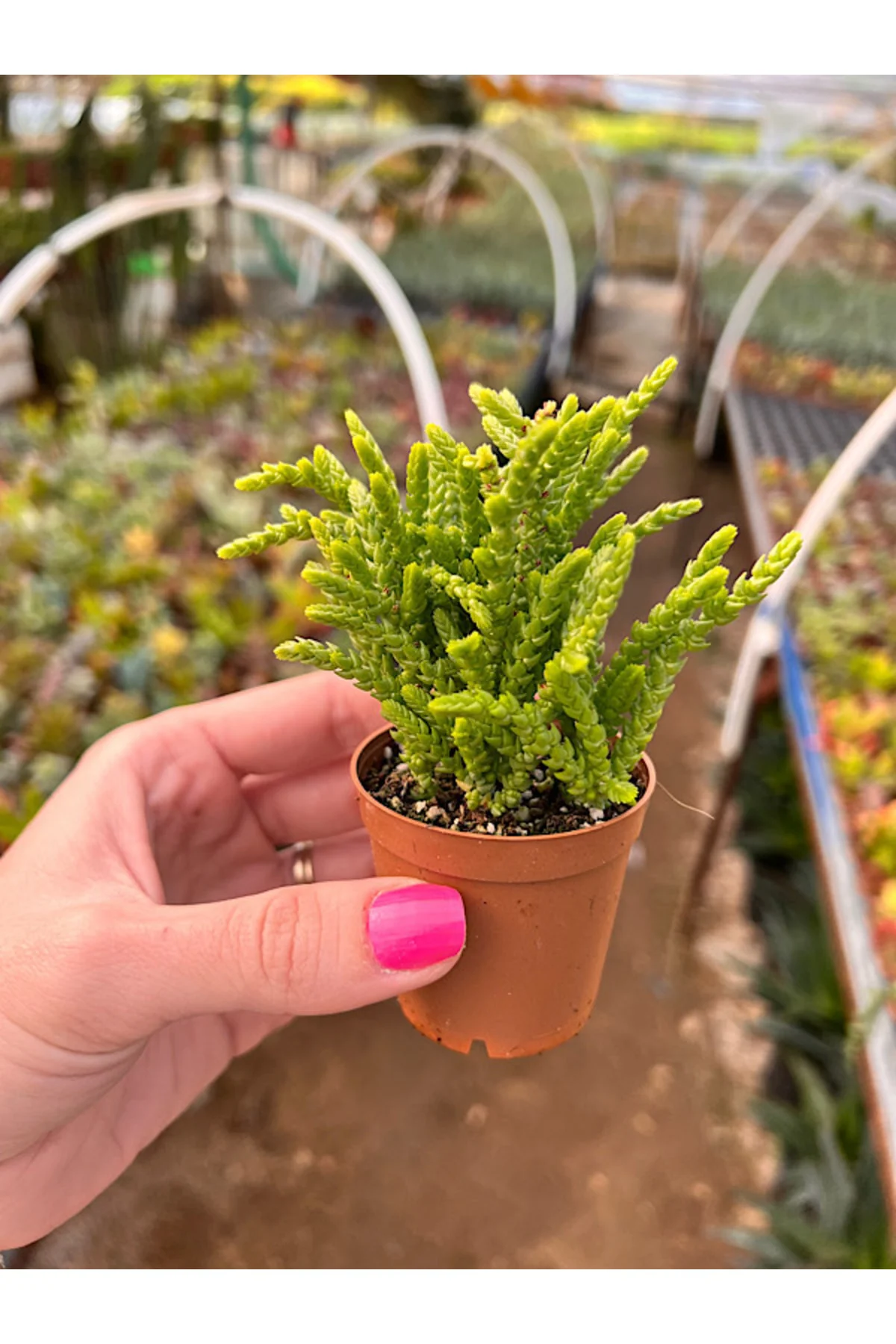 Prenses Çamı Sukulent - Crassula Muscosa 5,5cm