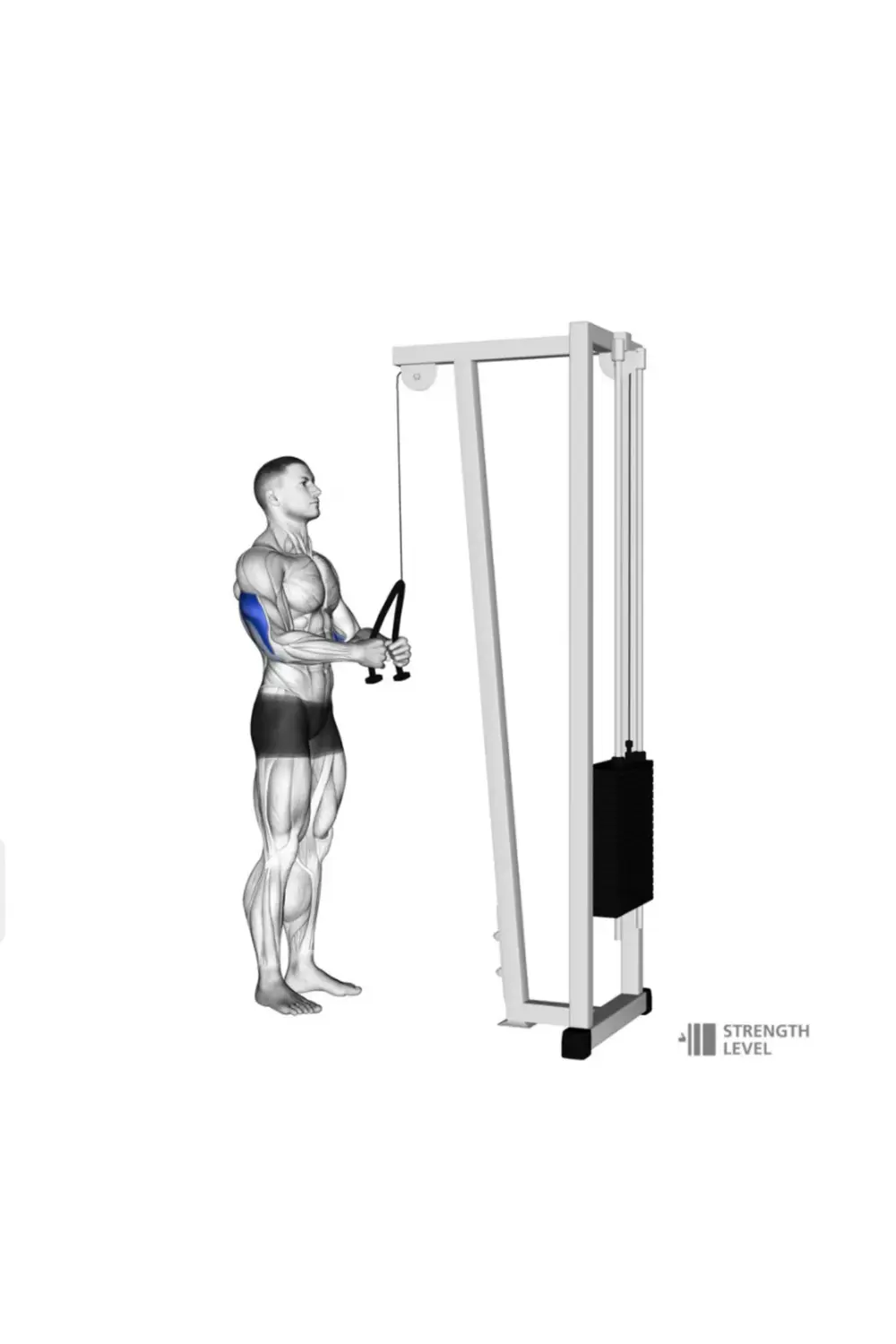 Profesyonel Arka Kol Halatı -Çok Yönlü Egzersiz Aparatı-Karın Omu