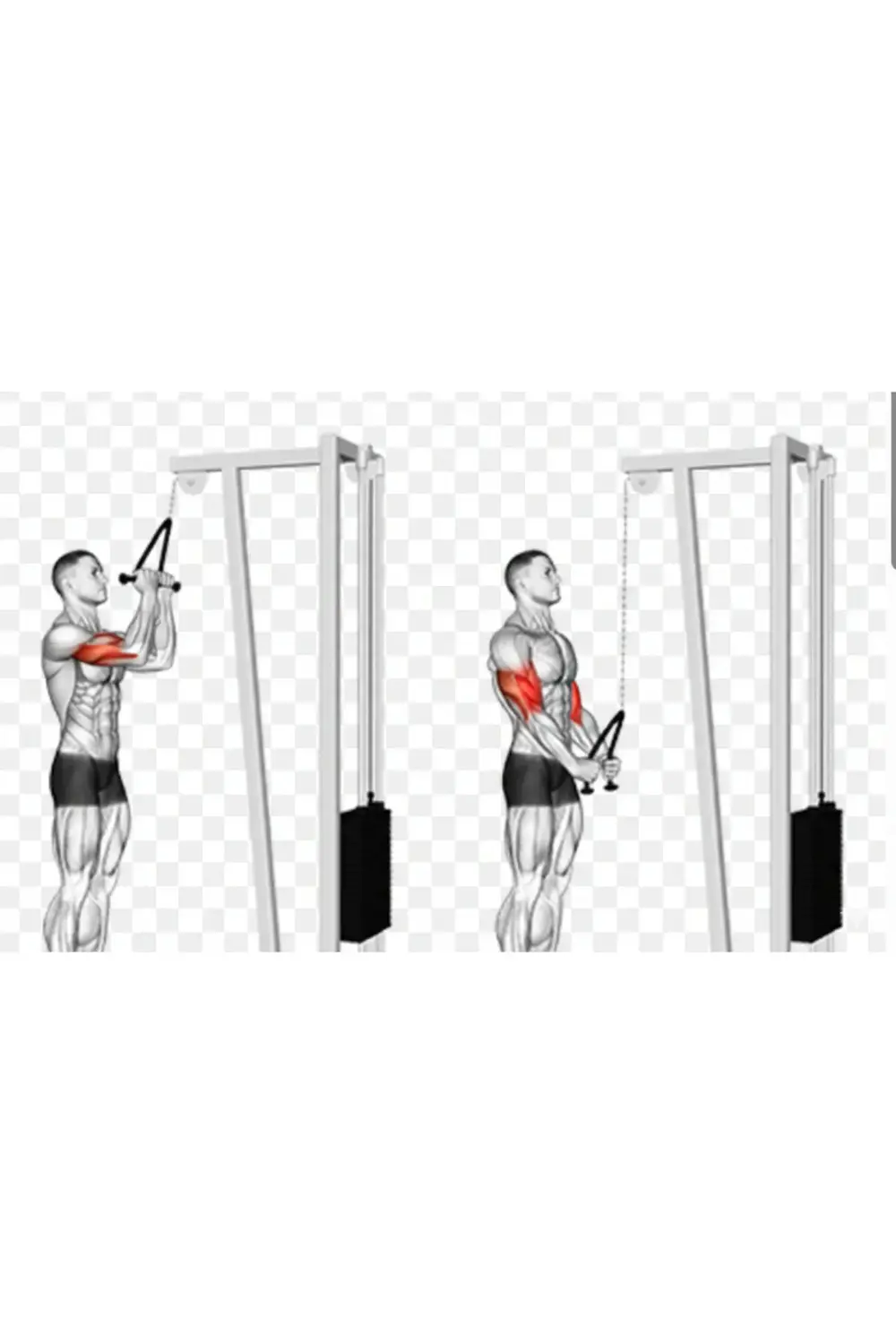 Profesyonel Arka Kol Halatı -Çok Yönlü Egzersiz Aparatı-Karın Omu