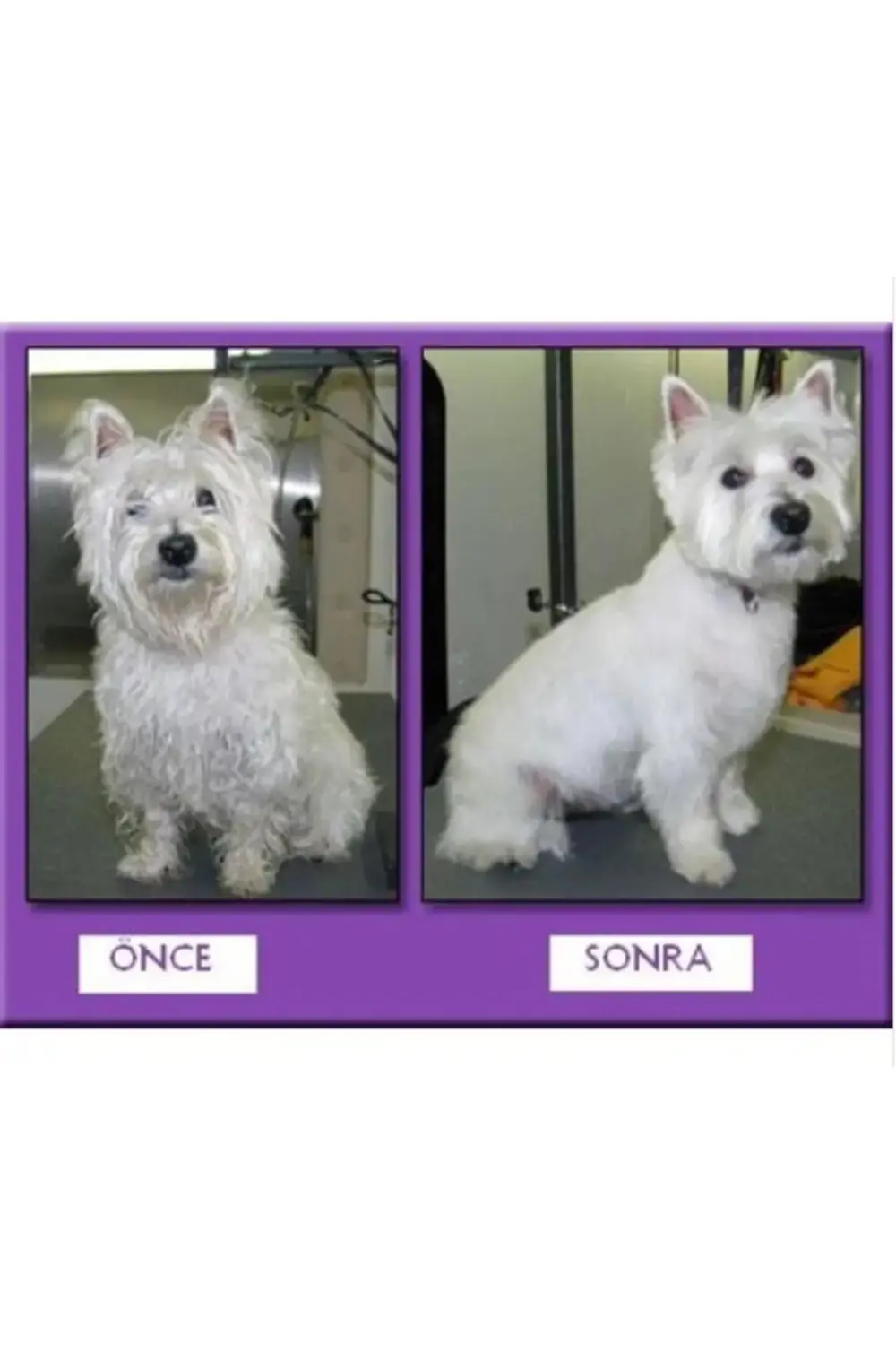 Profesyonel Kedi Köpek Ve Evcil Hayvan Traş Makinesi Elektrikli Profesyonel Kedi Köpek Ve Evcil Hayvan Traş Makinesi Elektrikli