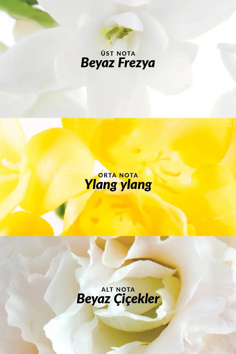 Pur Blanca Kadın Parfüm Losyon Rollon ve Vücut Spreyi Seti