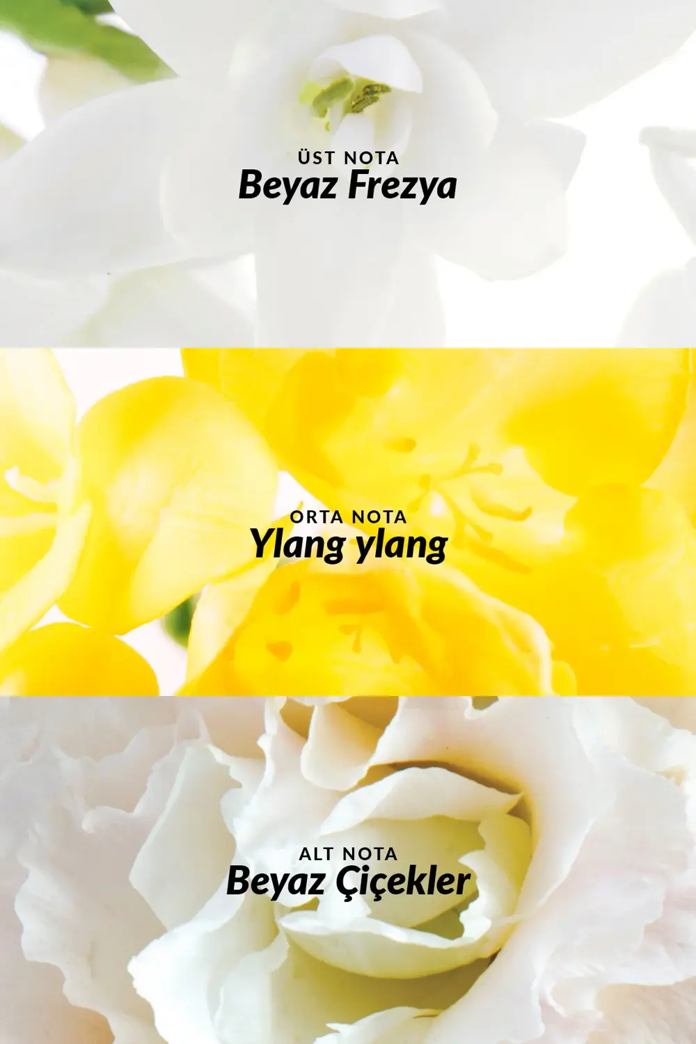 Pur Blanca ve Pur Blanca Elegance Kadın Parfüm Paketi