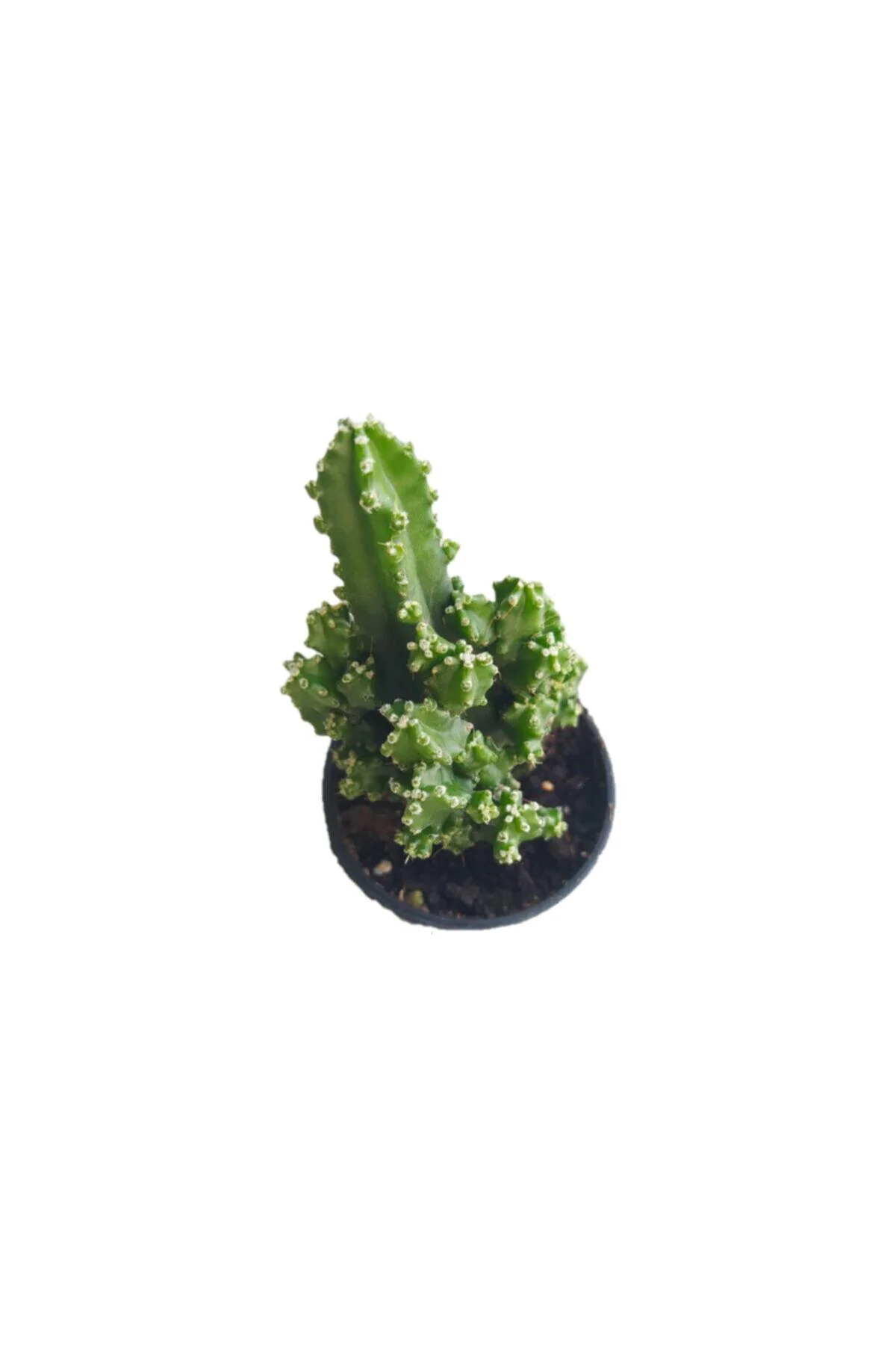 Radyasyon Emici Kaktüs - Cereus Peruvianus Florida Ithal Kaktüs