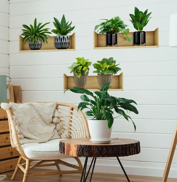 Raflı Bitki Tasarımlı Yapışkanlı Sticker 20*30 Cm 3lü Set Bx40 Fiyatı, Yorumları ve Özellikleri