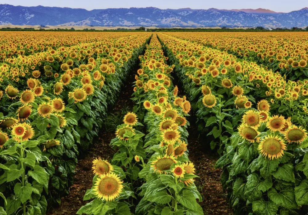 RAVENSBURGER 1000 PUZZ 152889 AYCICEKLERI