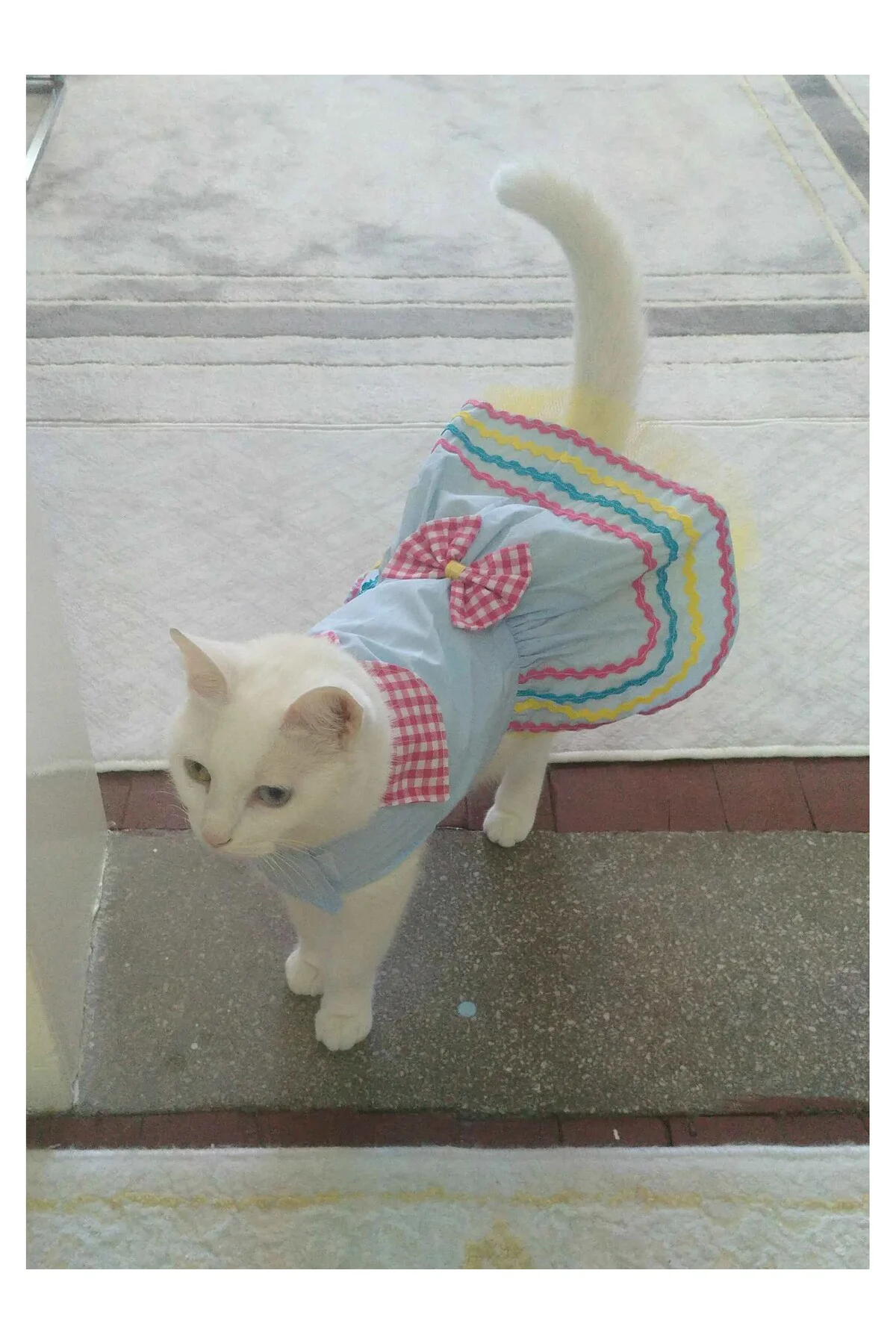 Rengarenk Festival Temalı Renkli Papyonlu Tüllü Kedi Köpek Kıyafeti Elbisesi