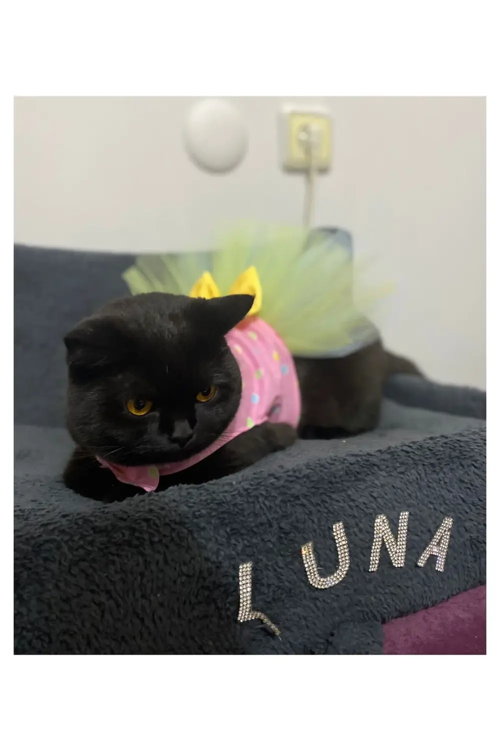 Renkli Puantiyeli Sarı Papyonlu Pembe Dişi Kedi Köpek Kıyafeti El