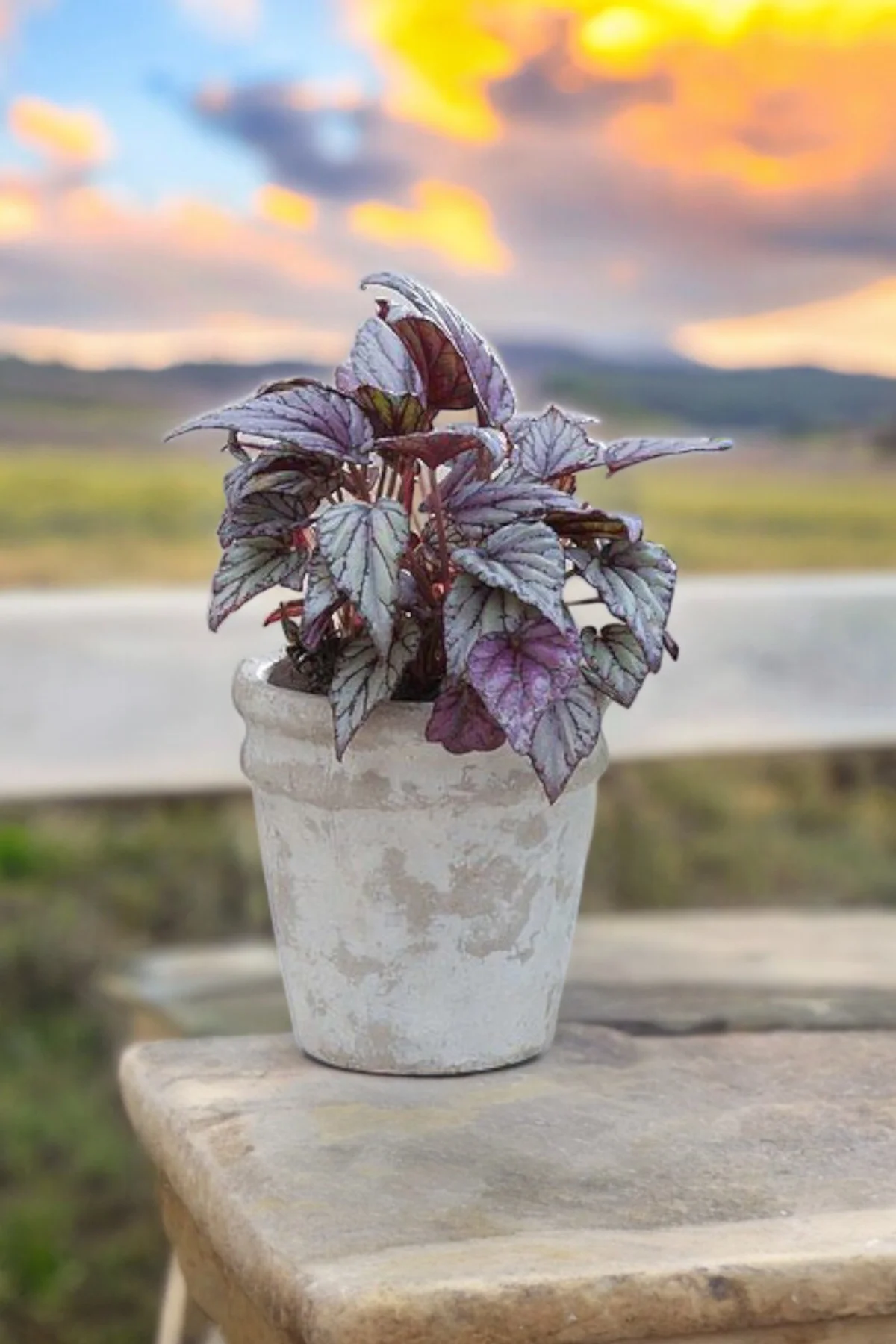 Rex Begonya Dekoratif Orkide Saksısında Begonia 01zau