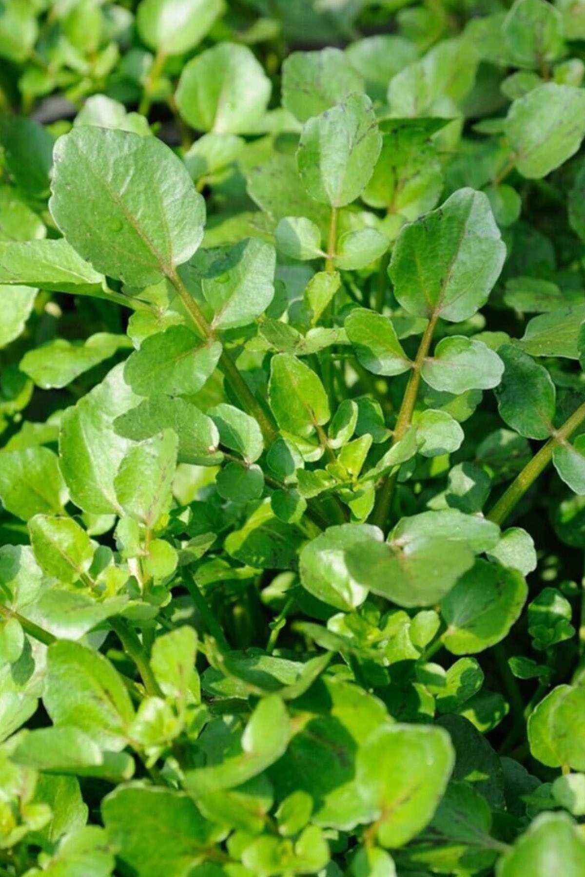 Just Cheap Store Roka Tohumu 10 Gr