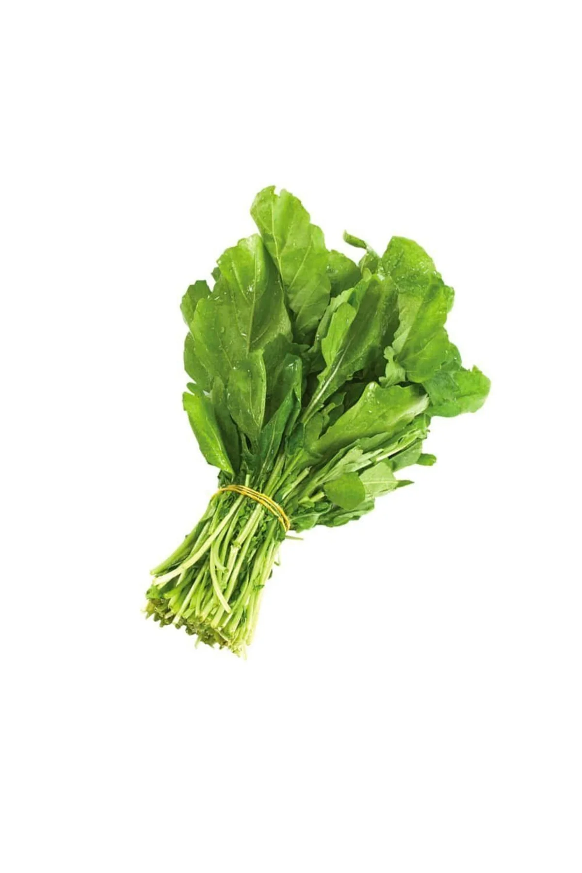 Roka Tohumu 10gr 1 Paket Roka Tohumu 10gr 1 Paket