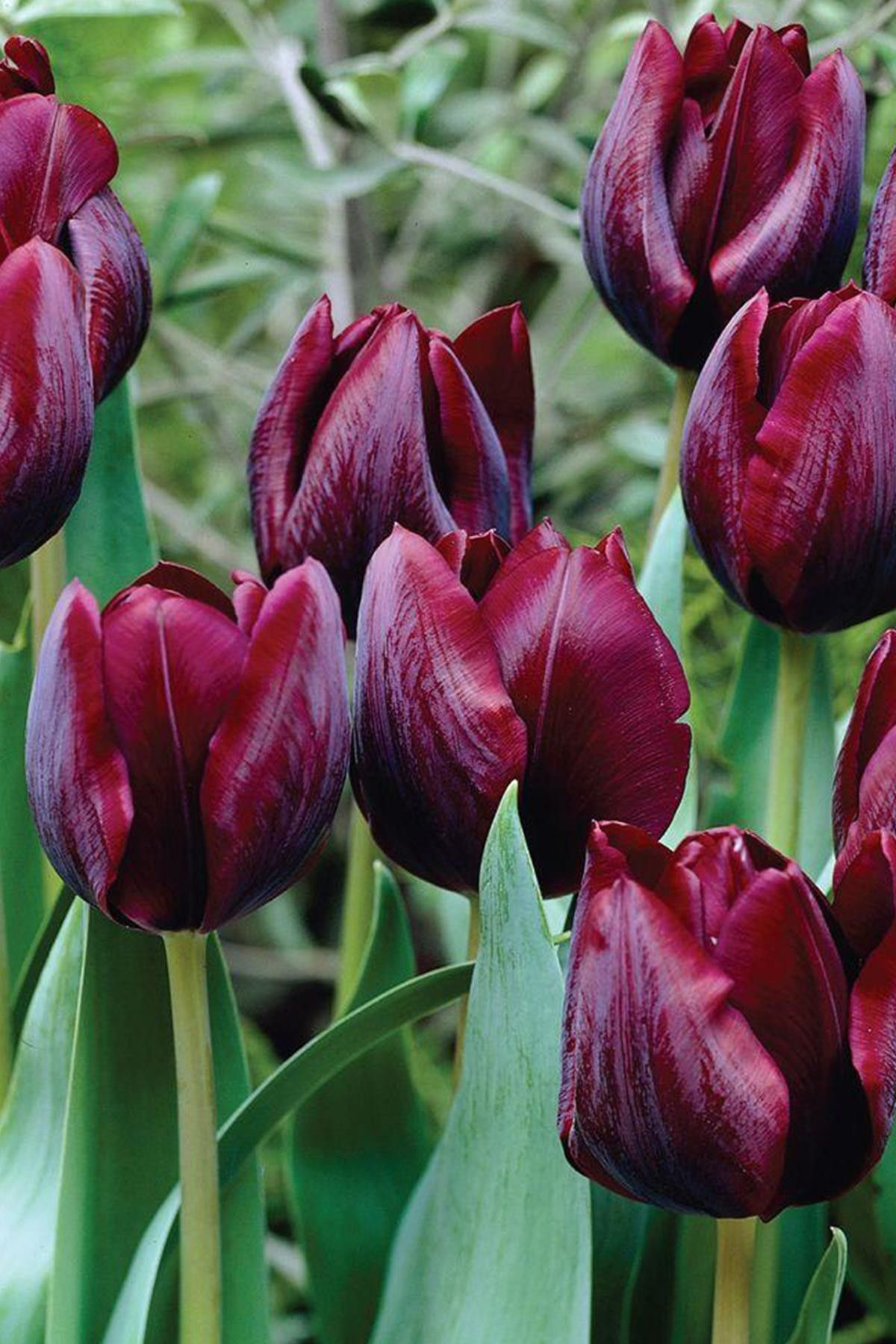 Ronaldo Siyah Mor Lale Soğanı