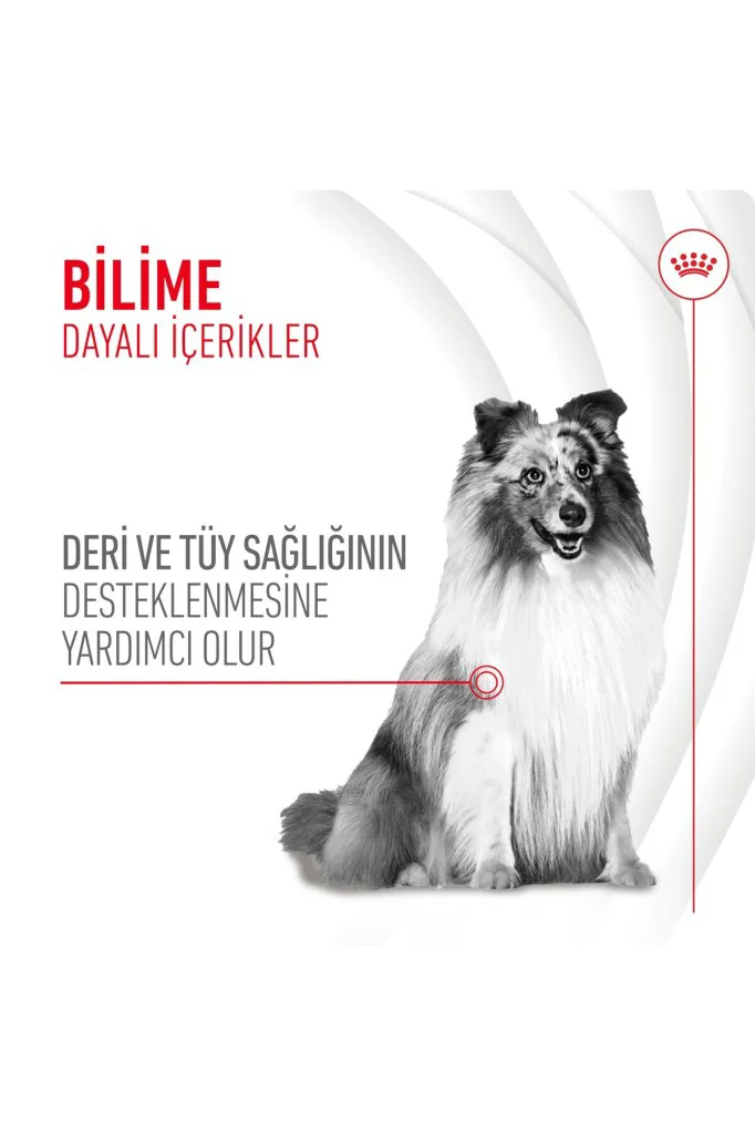 Royal Canin Deri ve Tüy Sağlığı Destekleyici Yetişkin Köpek Ödül 