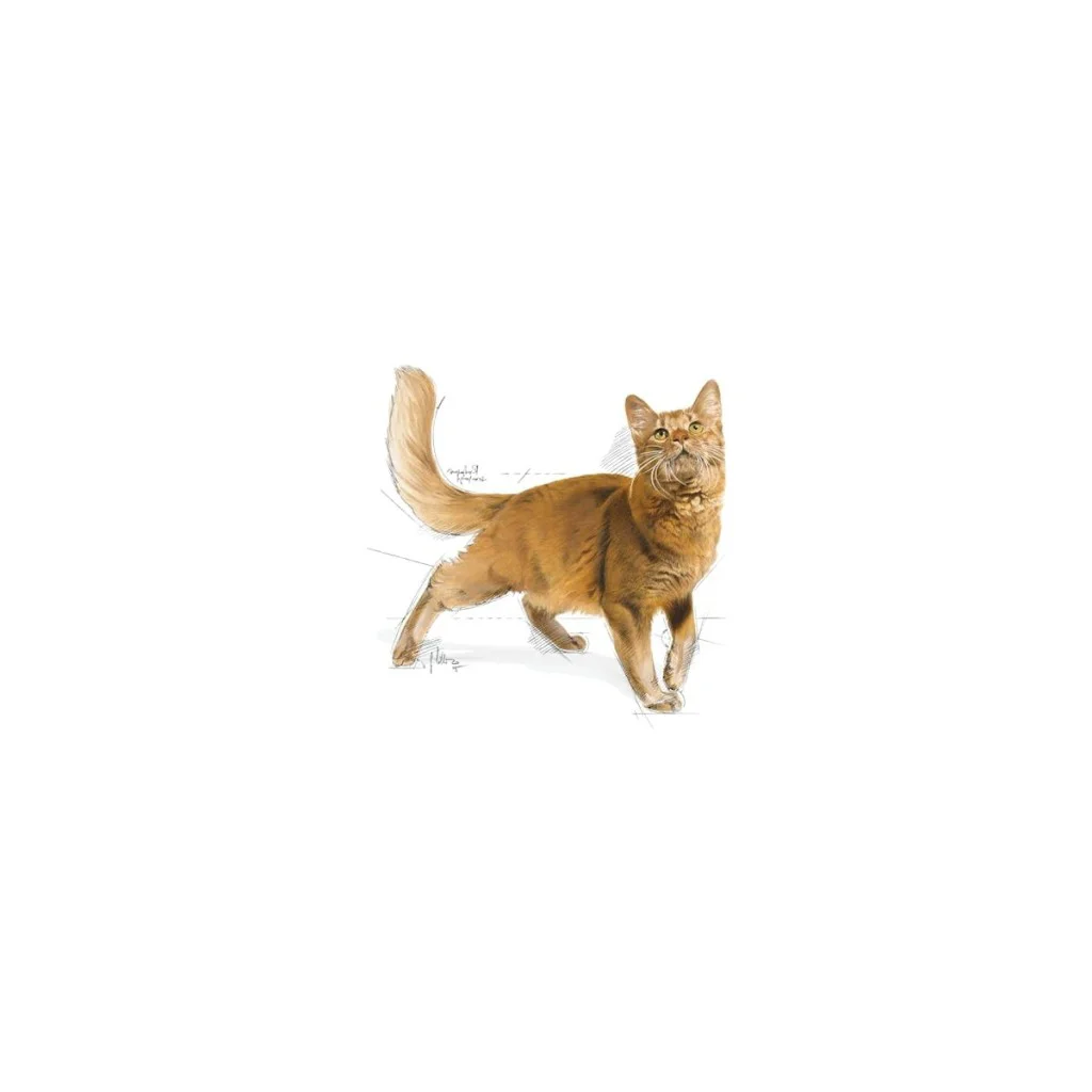 Royal Canin Fit 32 Yetişkin Kedi Maması 400 Gr Royal Canin Fit 32 Yetişkin Kedi Maması 400 Gr