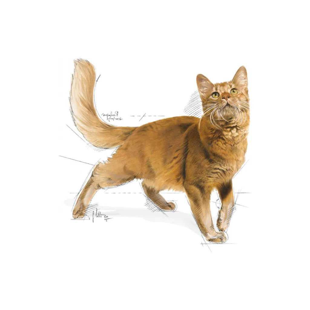 Royal Canin Fit 32 Yetişkin Kedi Maması 400 Gr Royal Canin Fit 32 Yetişkin Kedi Maması 400 Gr