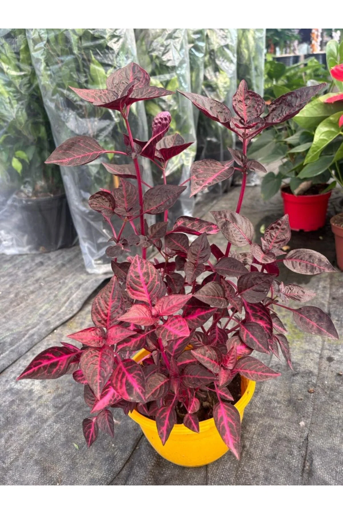 Ruby Flame İresine Kan Çalısı