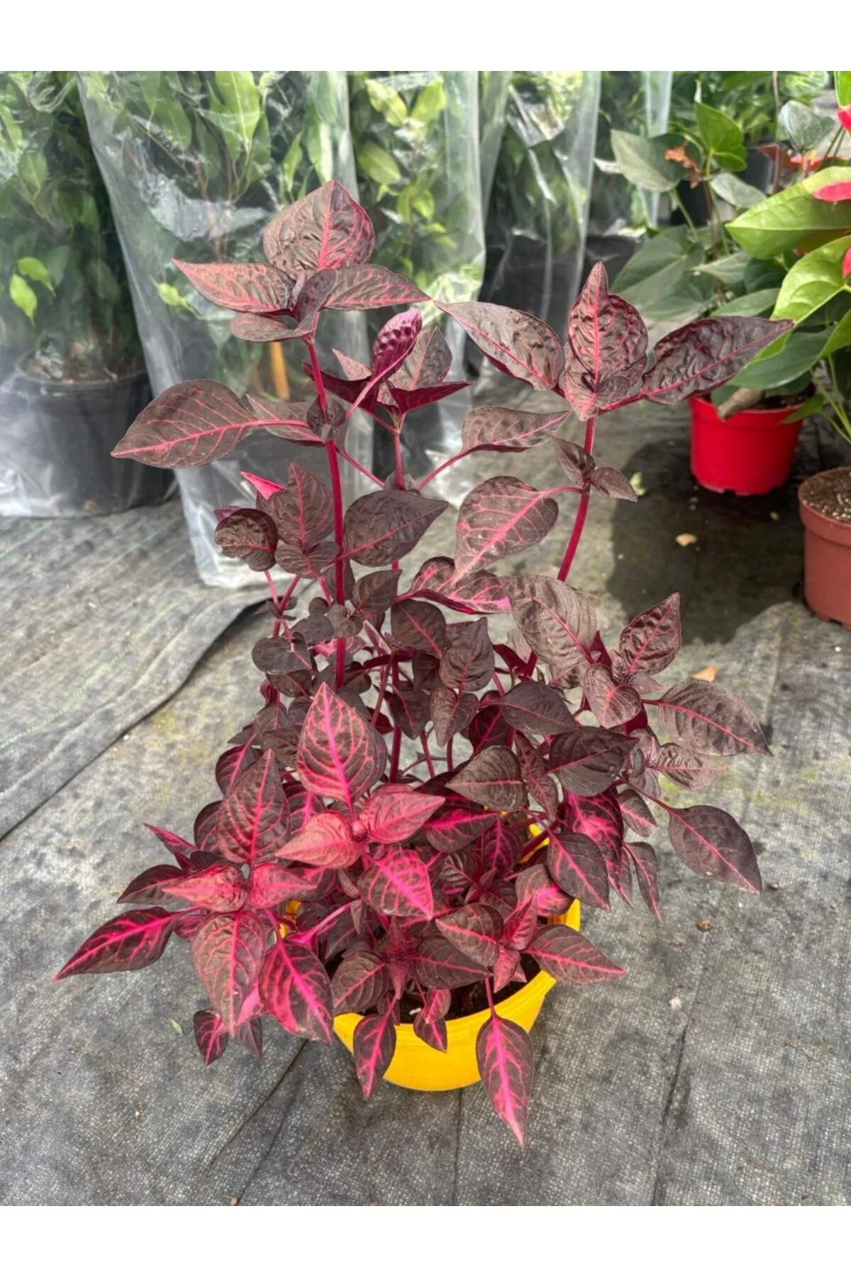 Ruby Flame İresine Kan Çalısı