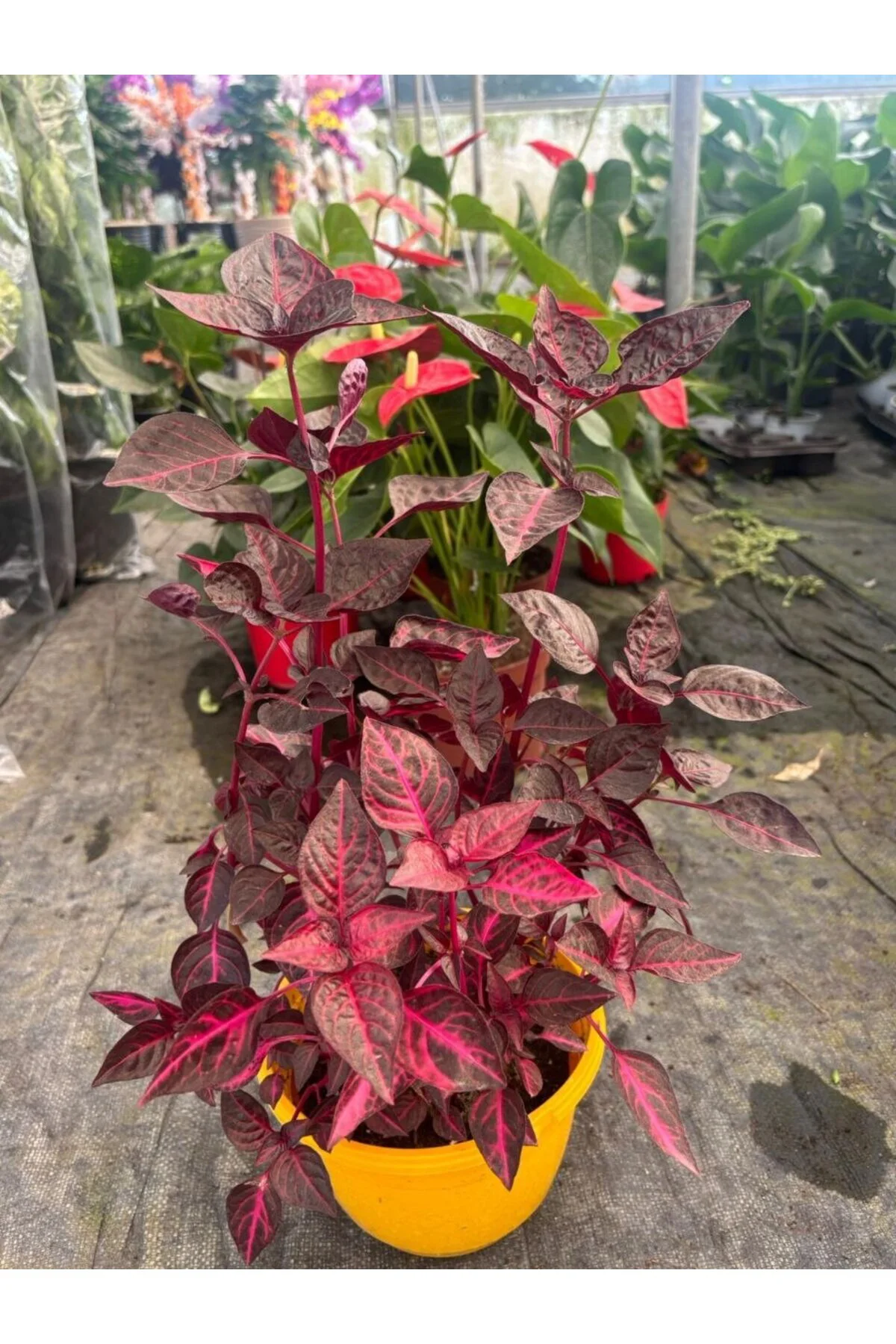 Ruby Flame İresine Kan Çalısı