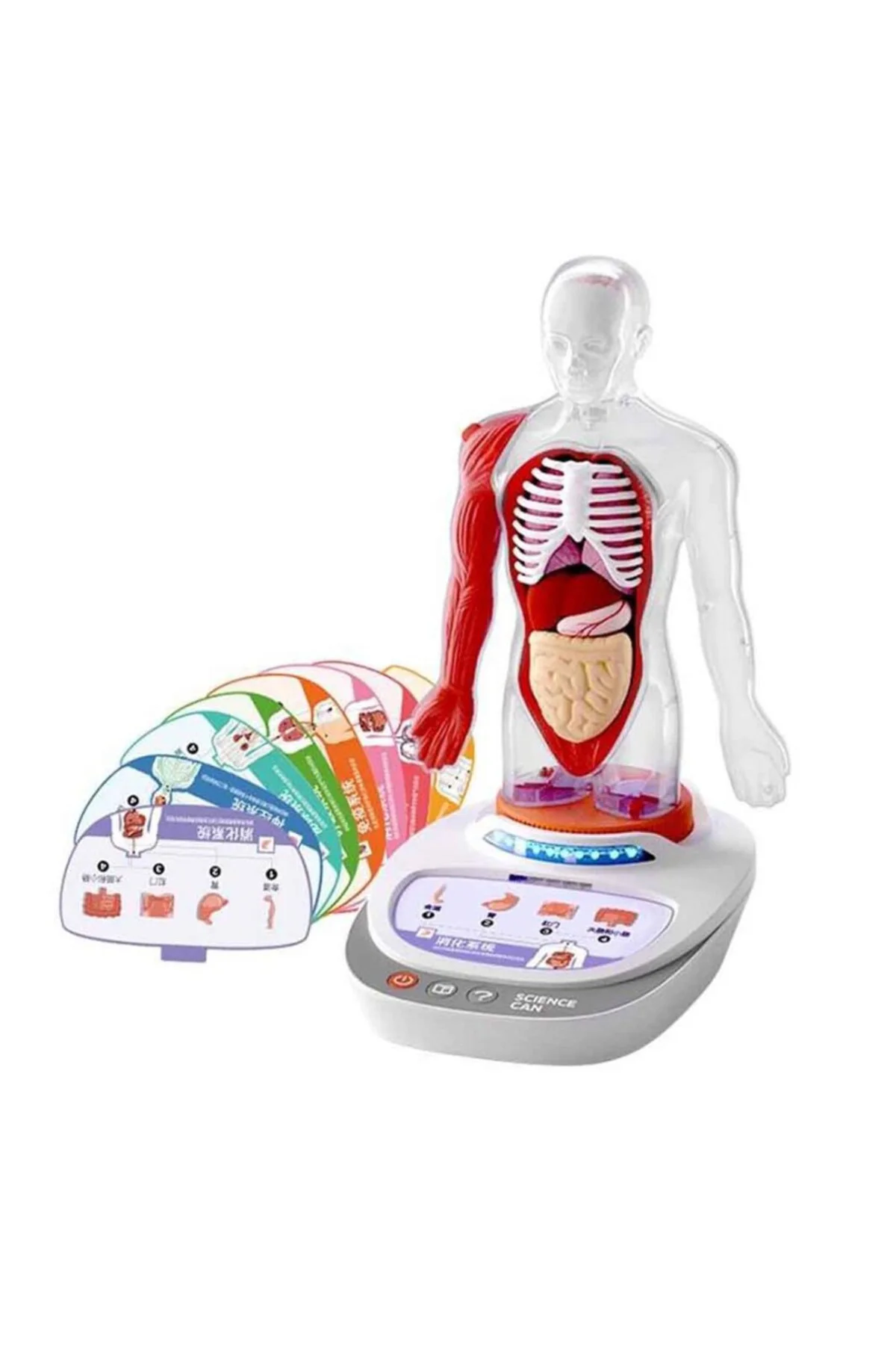S00005280 BİLİM SET İNSAN VÜCUDU MODELİ 23PRÇ