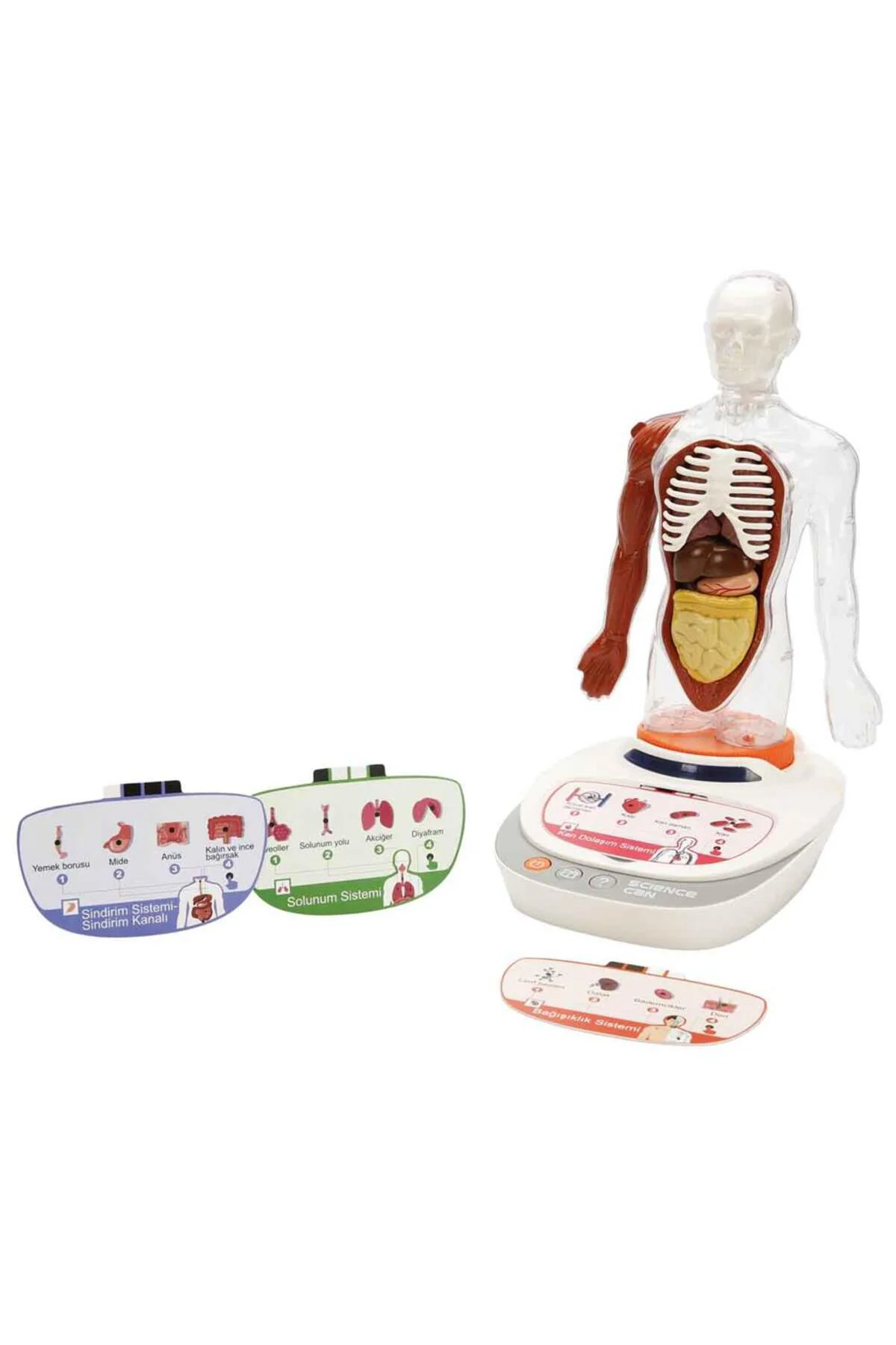 S00005280 BİLİM SET İNSAN VÜCUDU MODELİ 23PRÇ