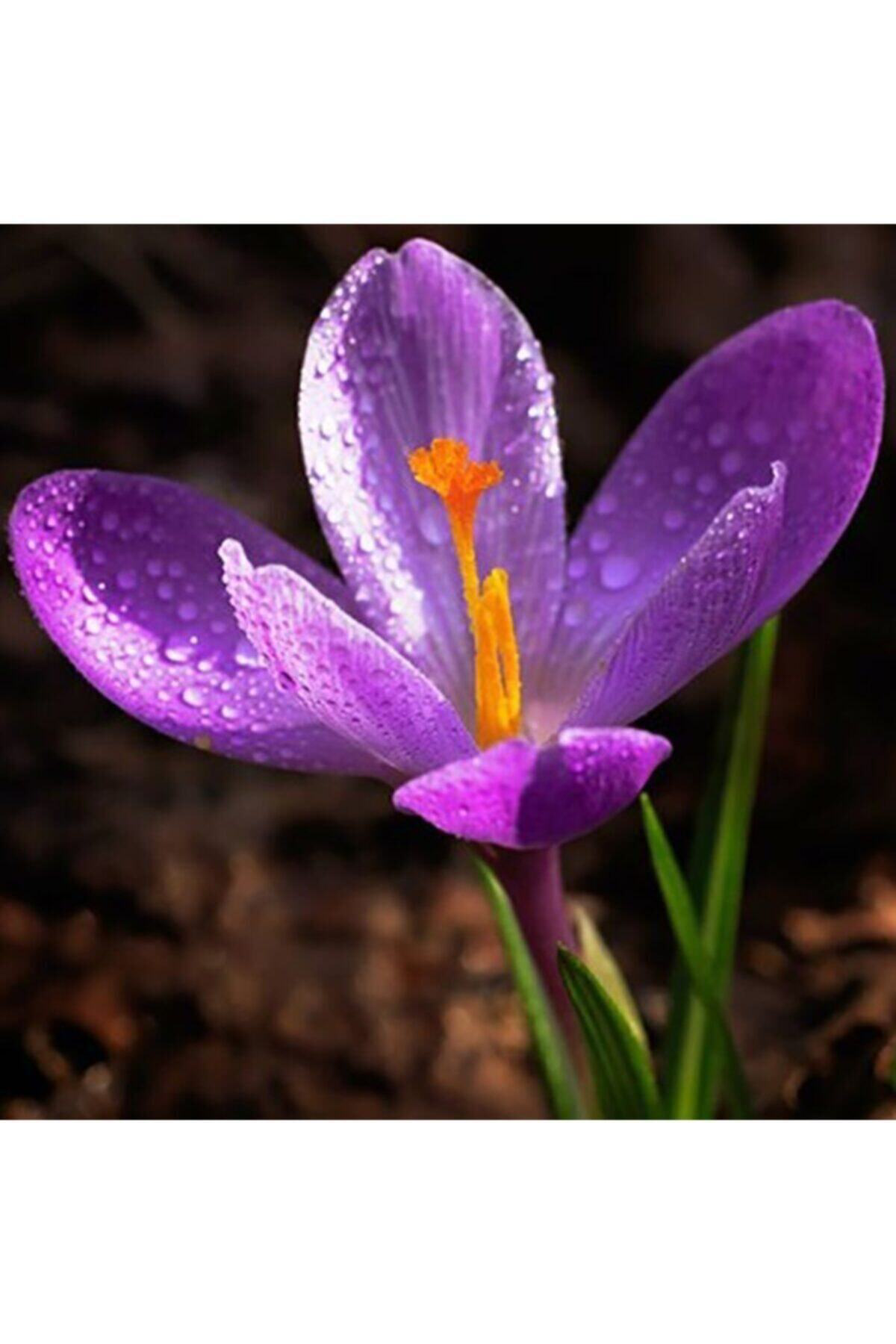 Oxe Garden Safran Çiçeği Soğanı 10 Adet Orjinal Mis Kokulu Soğan Ev Bahçe İç