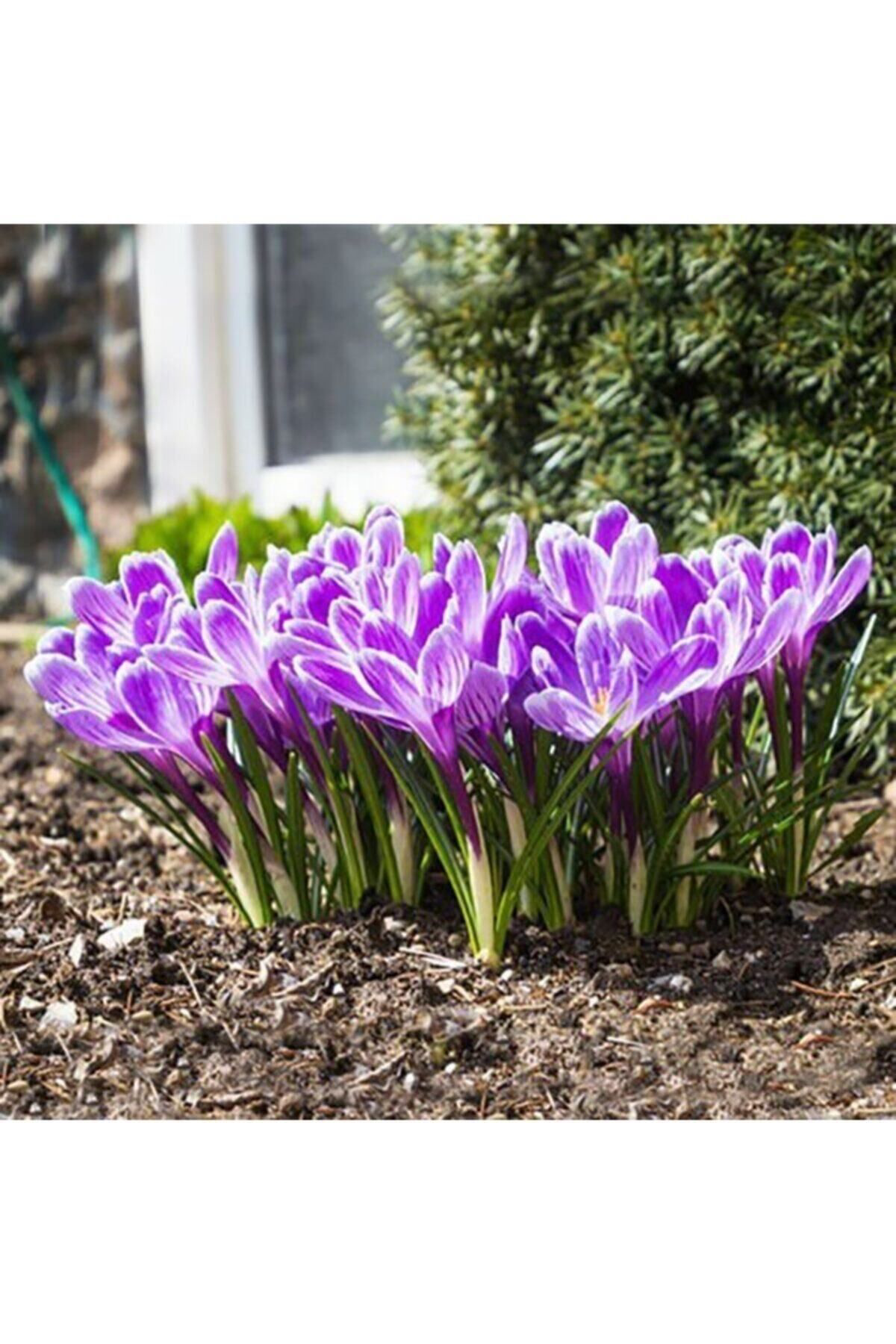 Oxe Garden Safran Çiçeği Soğanı 10 Adet Orjinal Mis Kokulu Soğan Ev Bahçe İç