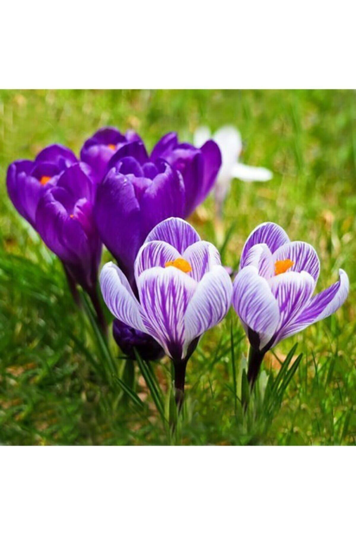 Oxe Garden Safran Çiçeği Soğanı 10 Adet Orjinal Mis Kokulu Soğan Ev Bahçe İç