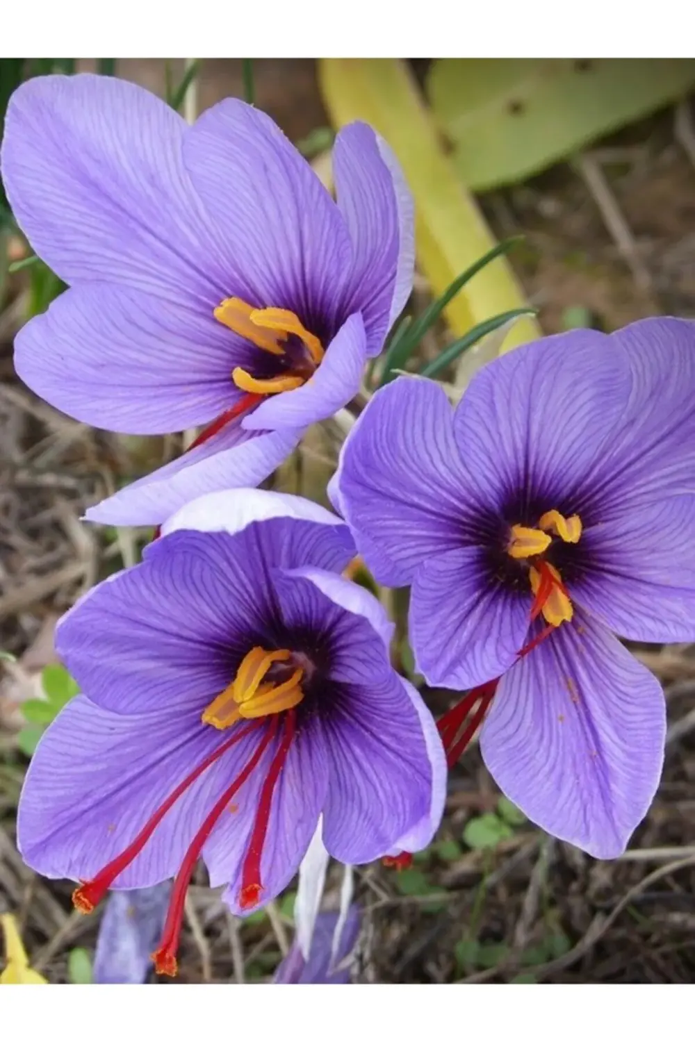 Safran Çiçeği Soğanı 5 Adet