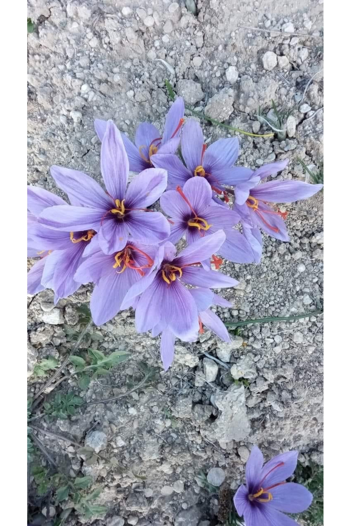 Safran soğanı 1 Kg Yeni Hasat Safran Bolu