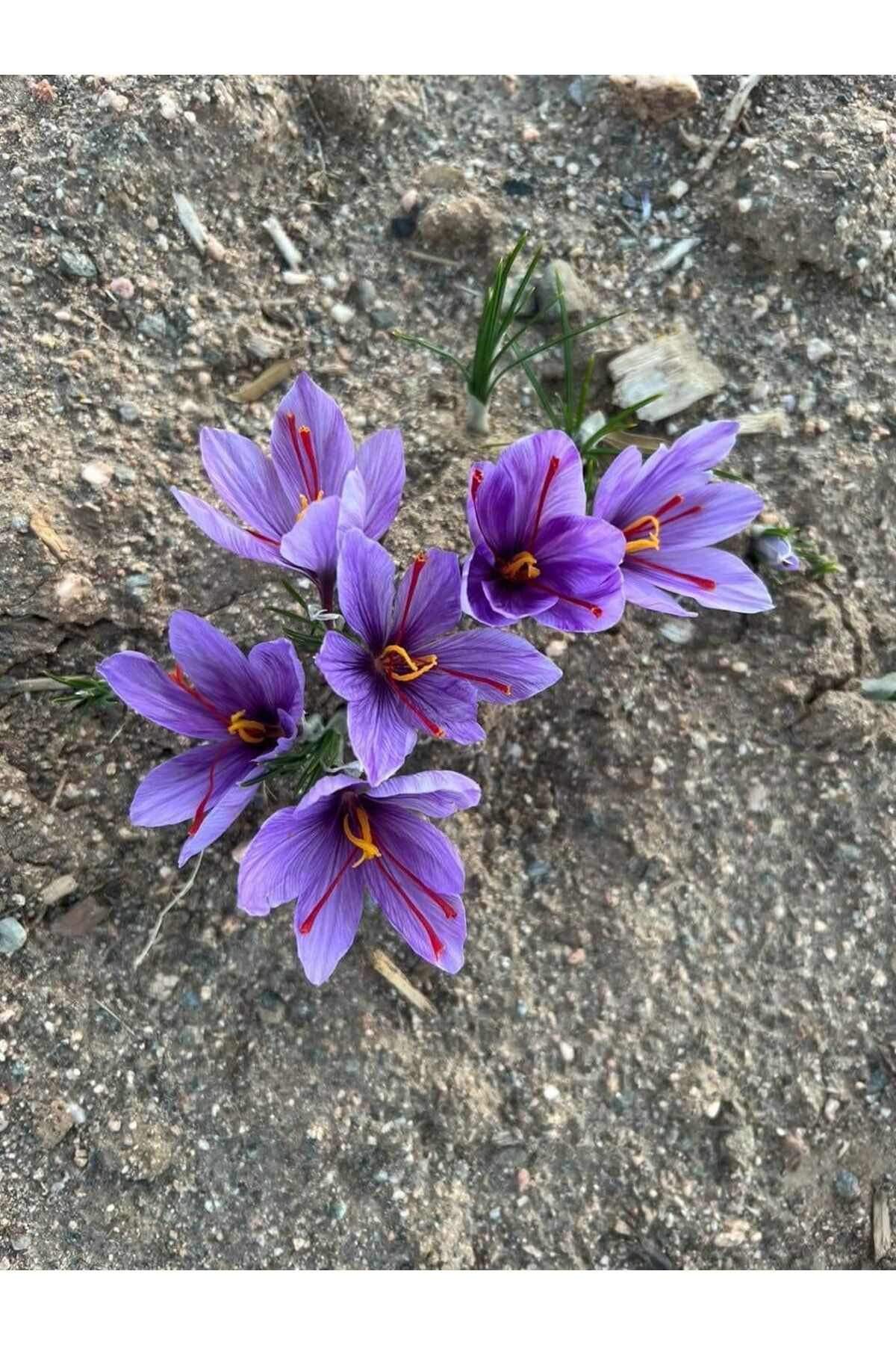 Safran Soğanı 1 kg