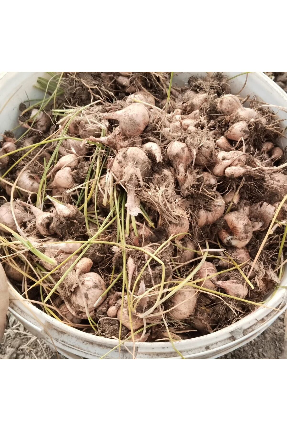 Safran Soğanı 1 kg