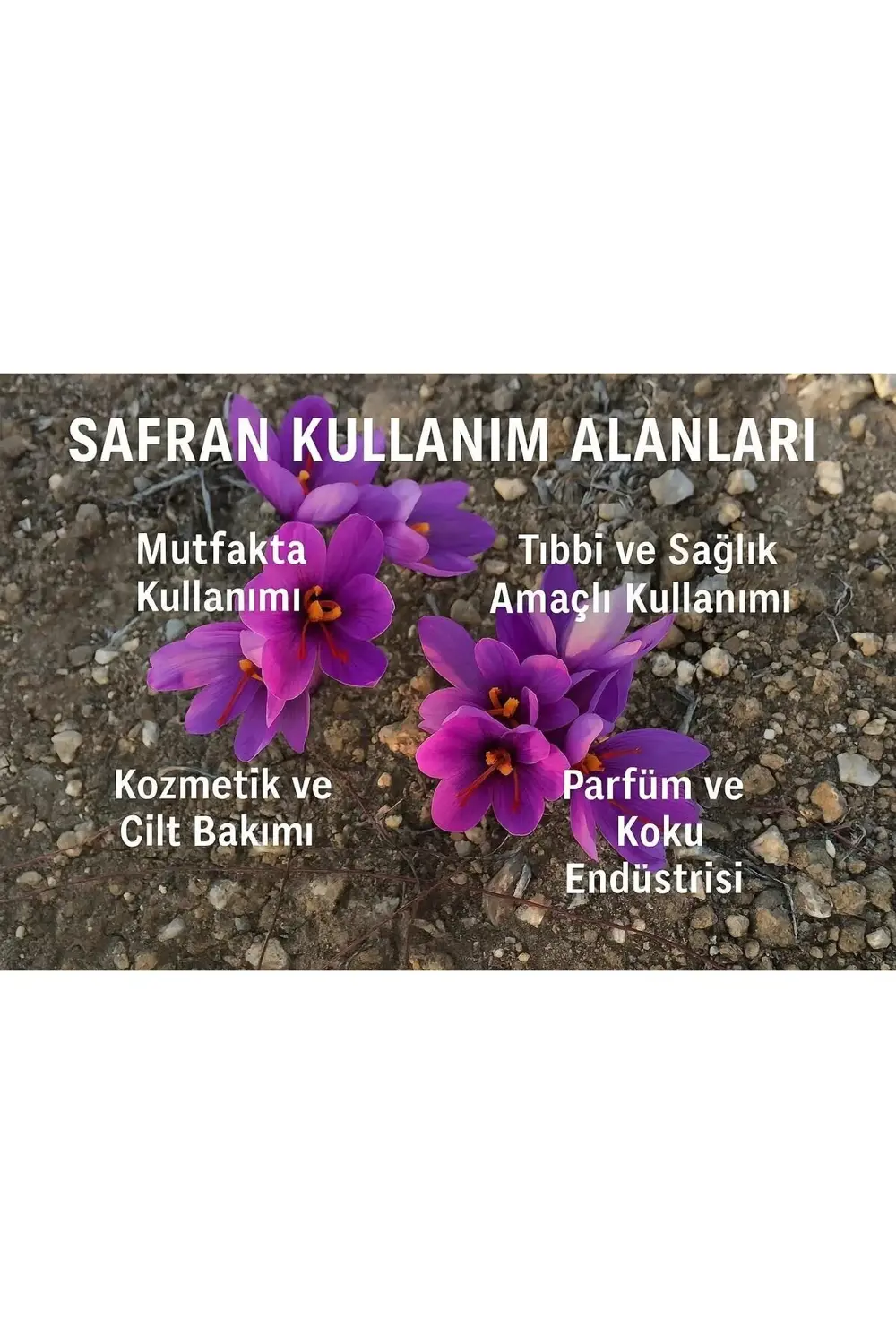 Safran Soğanı 2 kg - Crocus Sativus