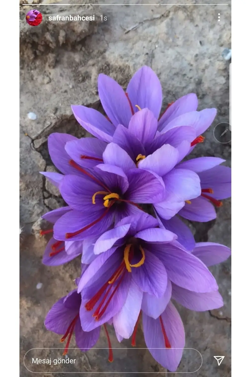 Safran Soğanı 2 kg - Crocus Sativus