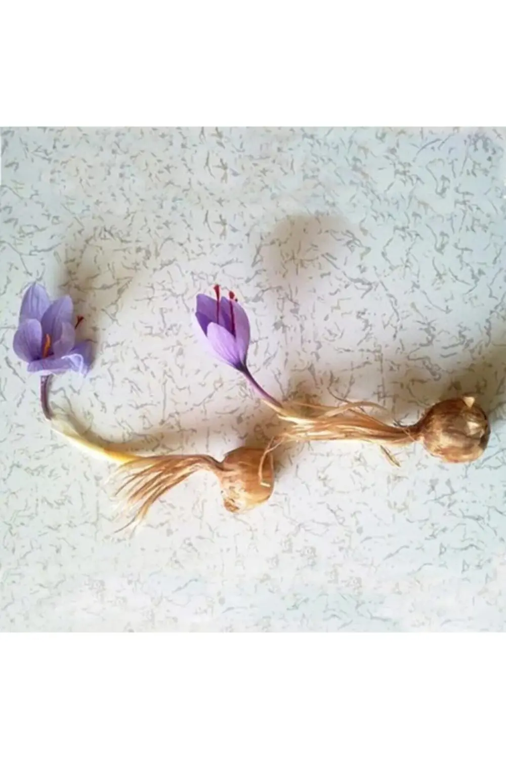 Safran Soğanı 20ad Küçük Boy