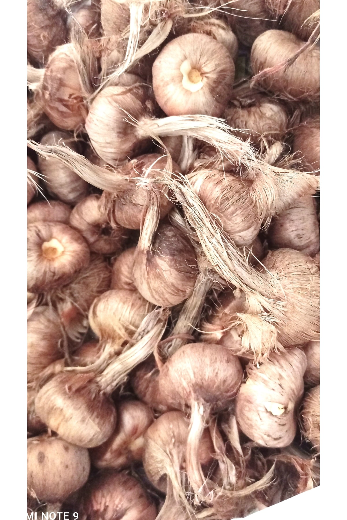 Safranzade Safran Soğanı 5 Adet