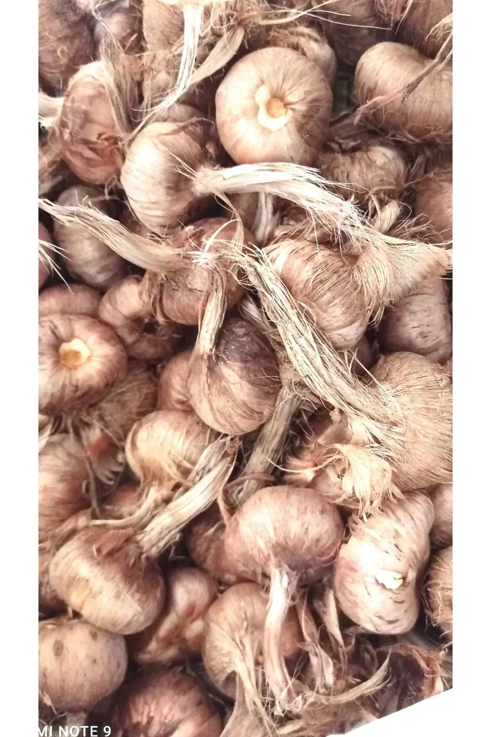 Safran Soğanı 5 Adet