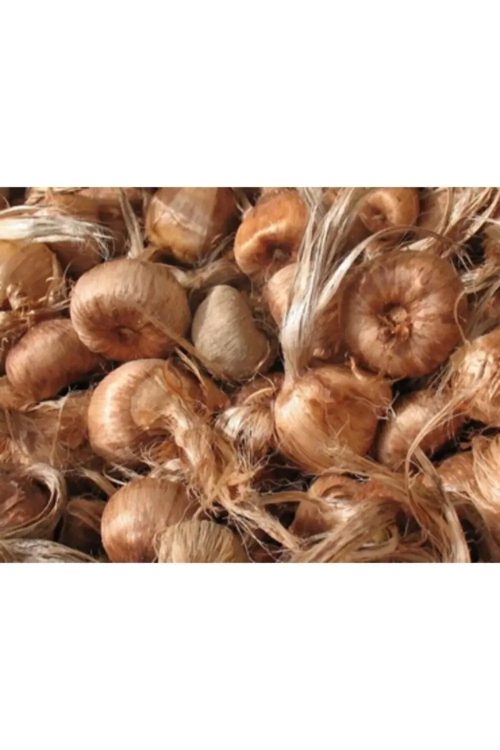 Safran Soğanı 50 Adet Küçük Boy