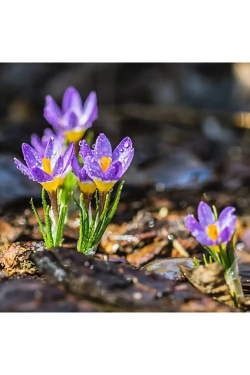 Safran Soğanı 50 Adet